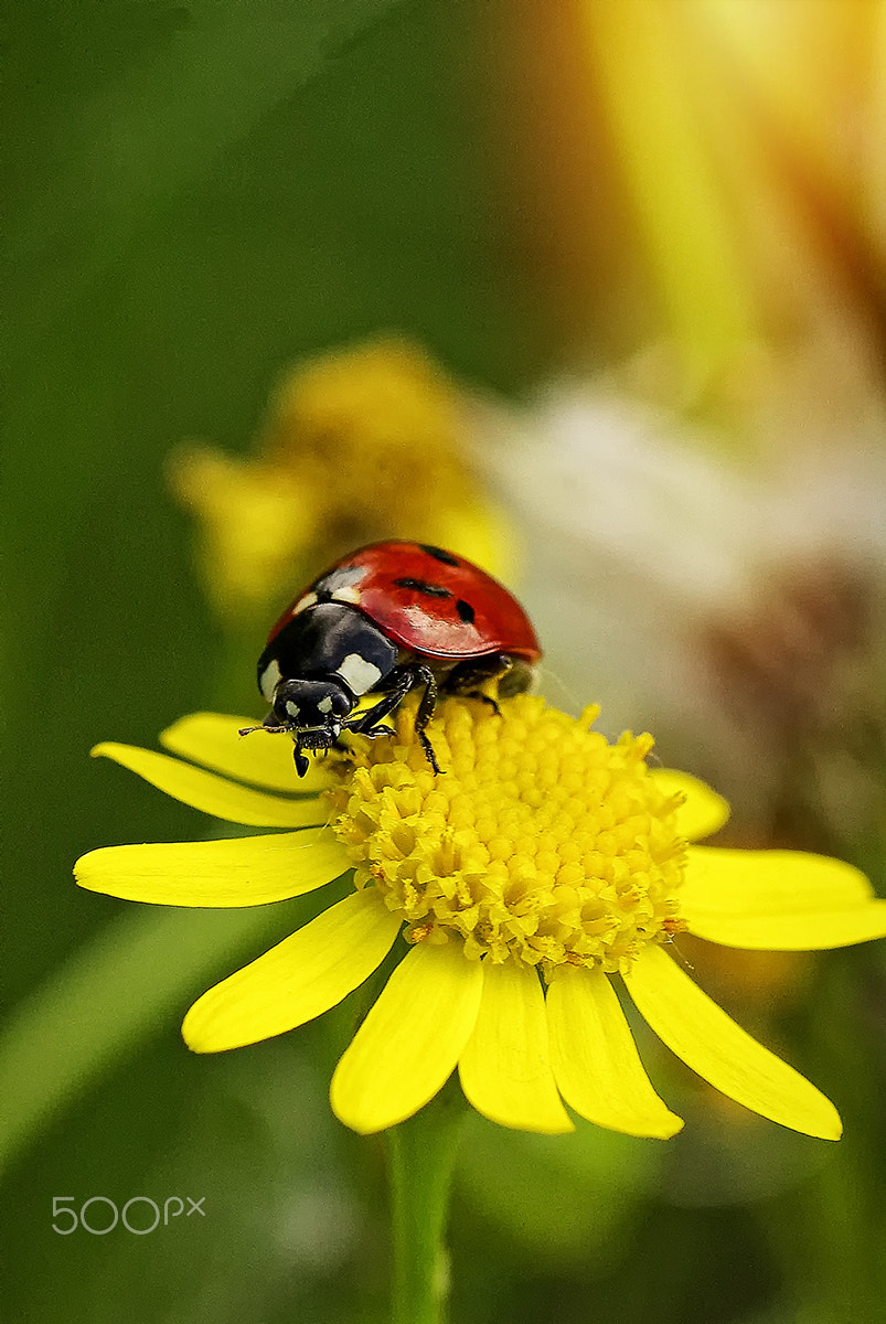 Pentax K10D + Tamron SP AF 90mm F2.8 Di Macro sample photo. Spotless lady beetle photography