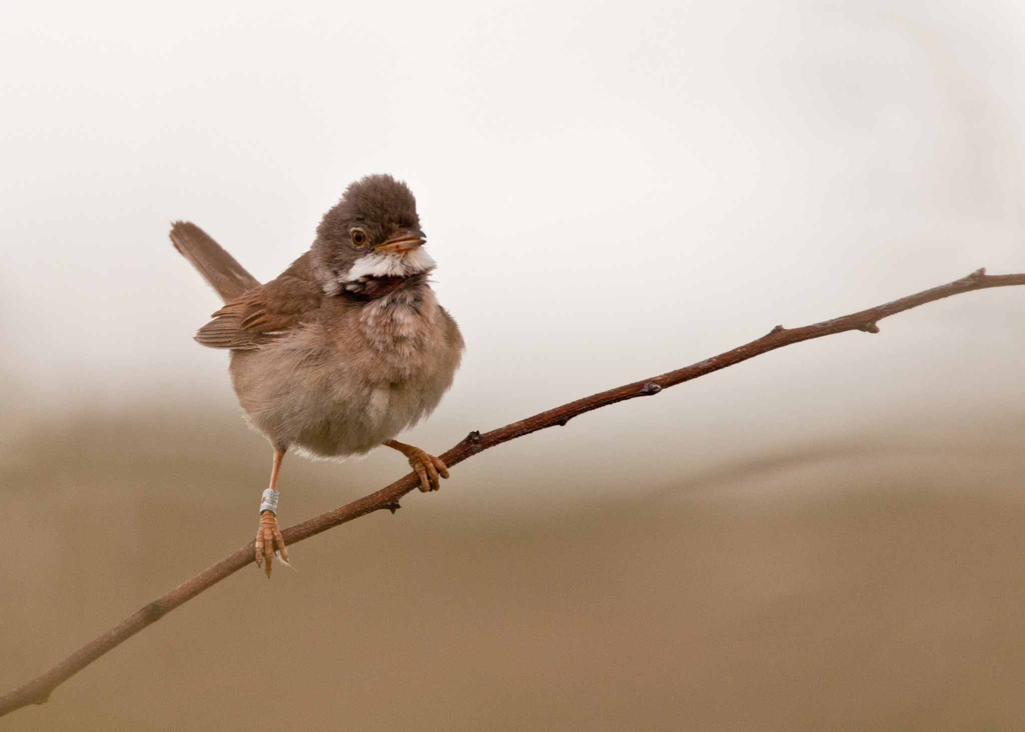 Nikon D300S sample photo. Whitethroat photography