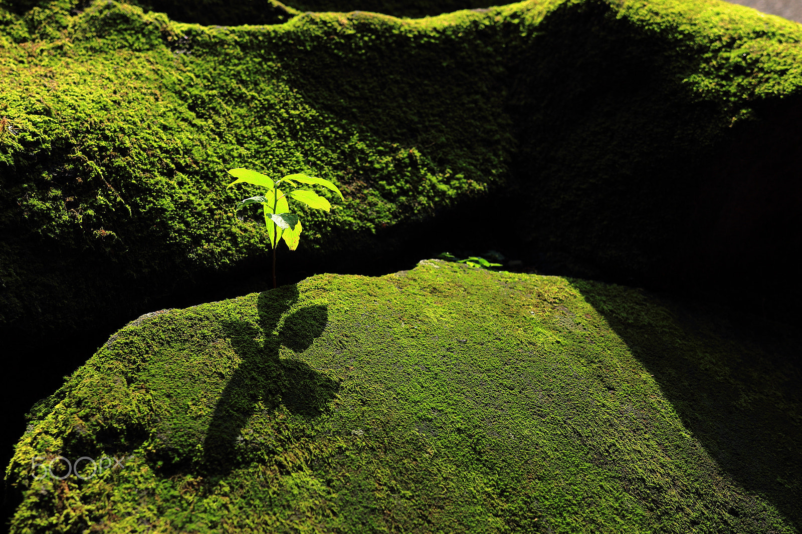Sigma 18-35mm f/1.8 DC HSM sample photo. Young leaves and moss photography
