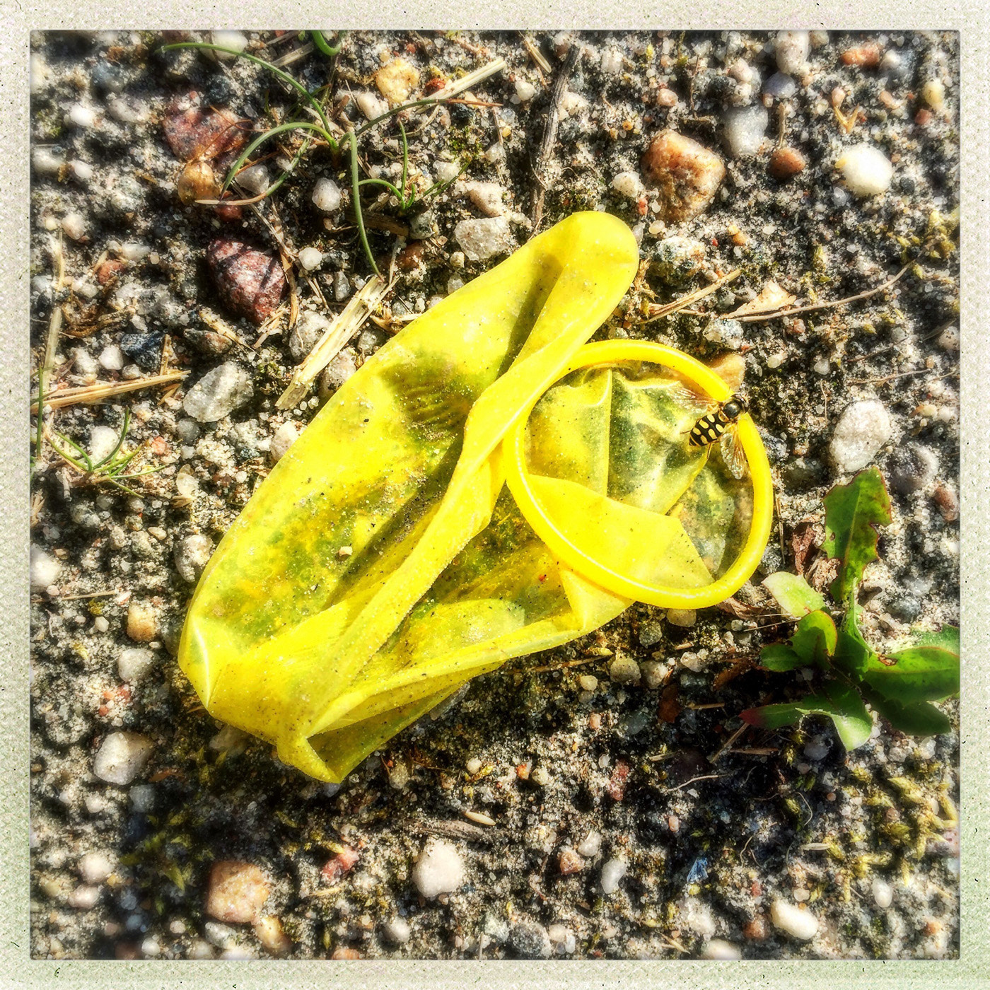 Hipstamatic 314 sample photo. Camouflage photography