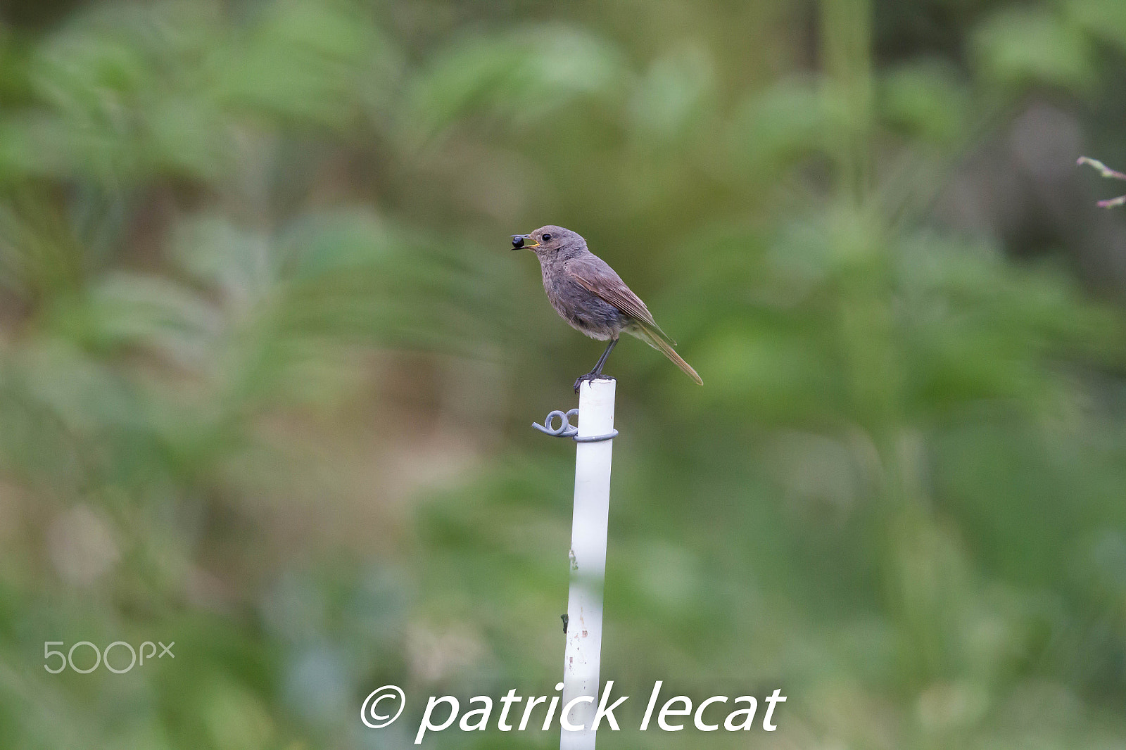 Tamron SP 150-600mm F5-6.3 Di VC USD sample photo. Rougequeue noir photography