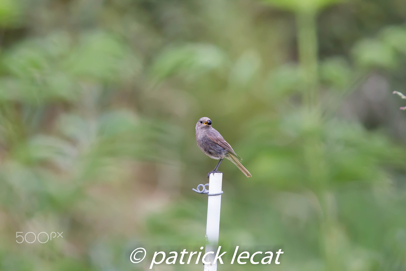 Tamron SP 150-600mm F5-6.3 Di VC USD sample photo. Rougequeue noir photography