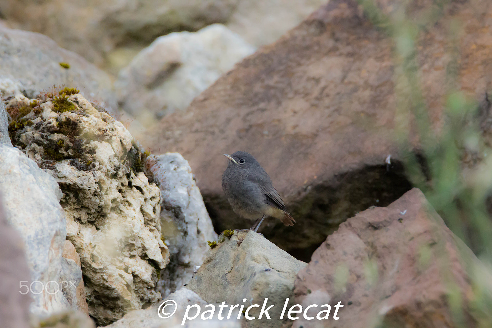 Tamron SP 150-600mm F5-6.3 Di VC USD sample photo. Rougequeue noir photography