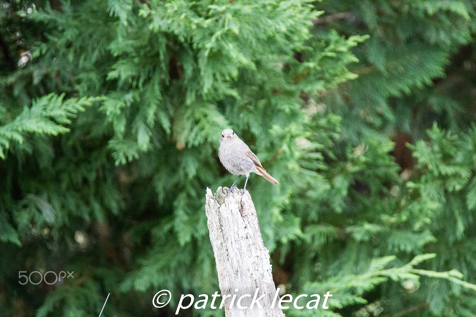 Tamron SP 150-600mm F5-6.3 Di VC USD sample photo. Rougequeue noir photography