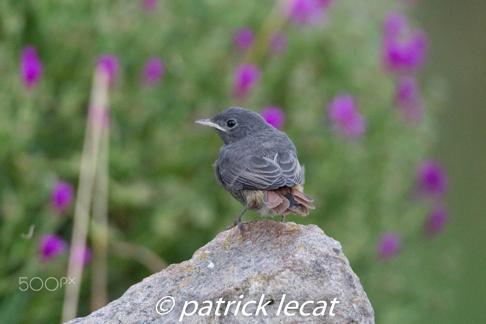 Tamron SP 150-600mm F5-6.3 Di VC USD sample photo. Rougequeue noir photography