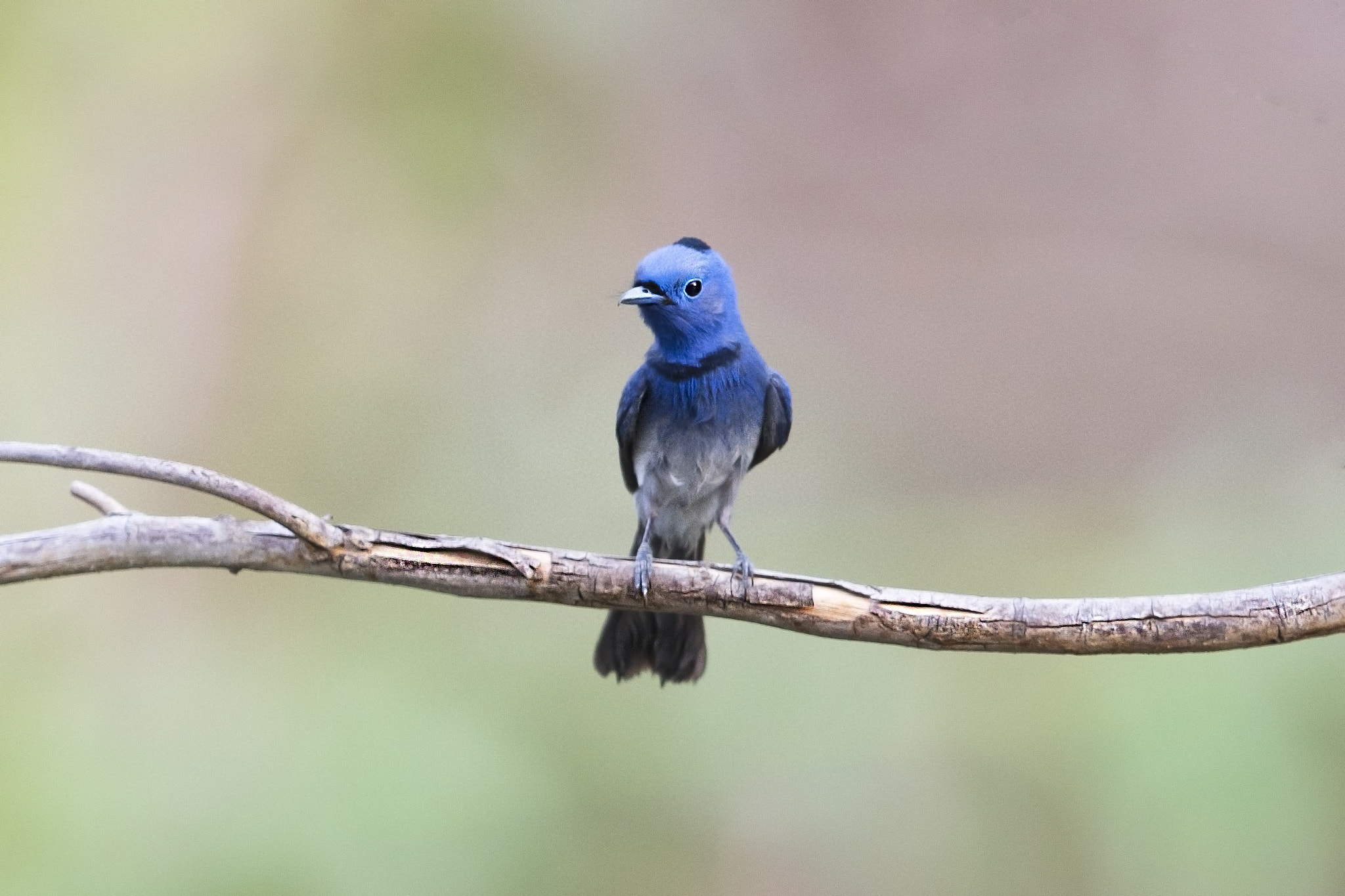 Canon EF 600mm F4L IS II USM sample photo. Black-naped monarch male. photography
