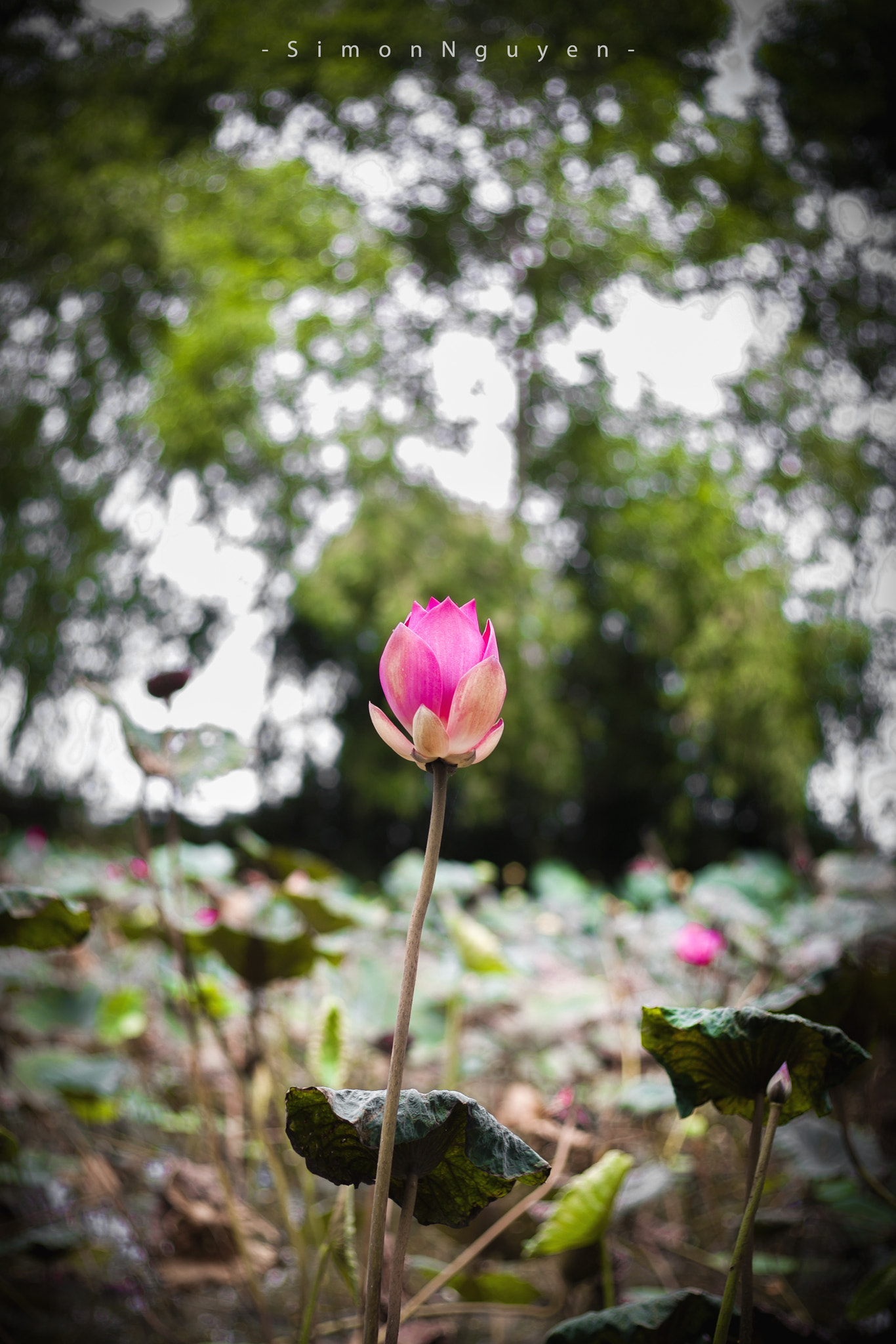 Canon EOS 5D + Canon EF 50mm F1.8 II sample photo. Lotus photography