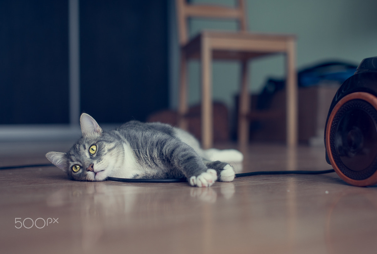 Nikon D610 + Sigma 50mm F1.4 EX DG HSM sample photo. Bored photography
