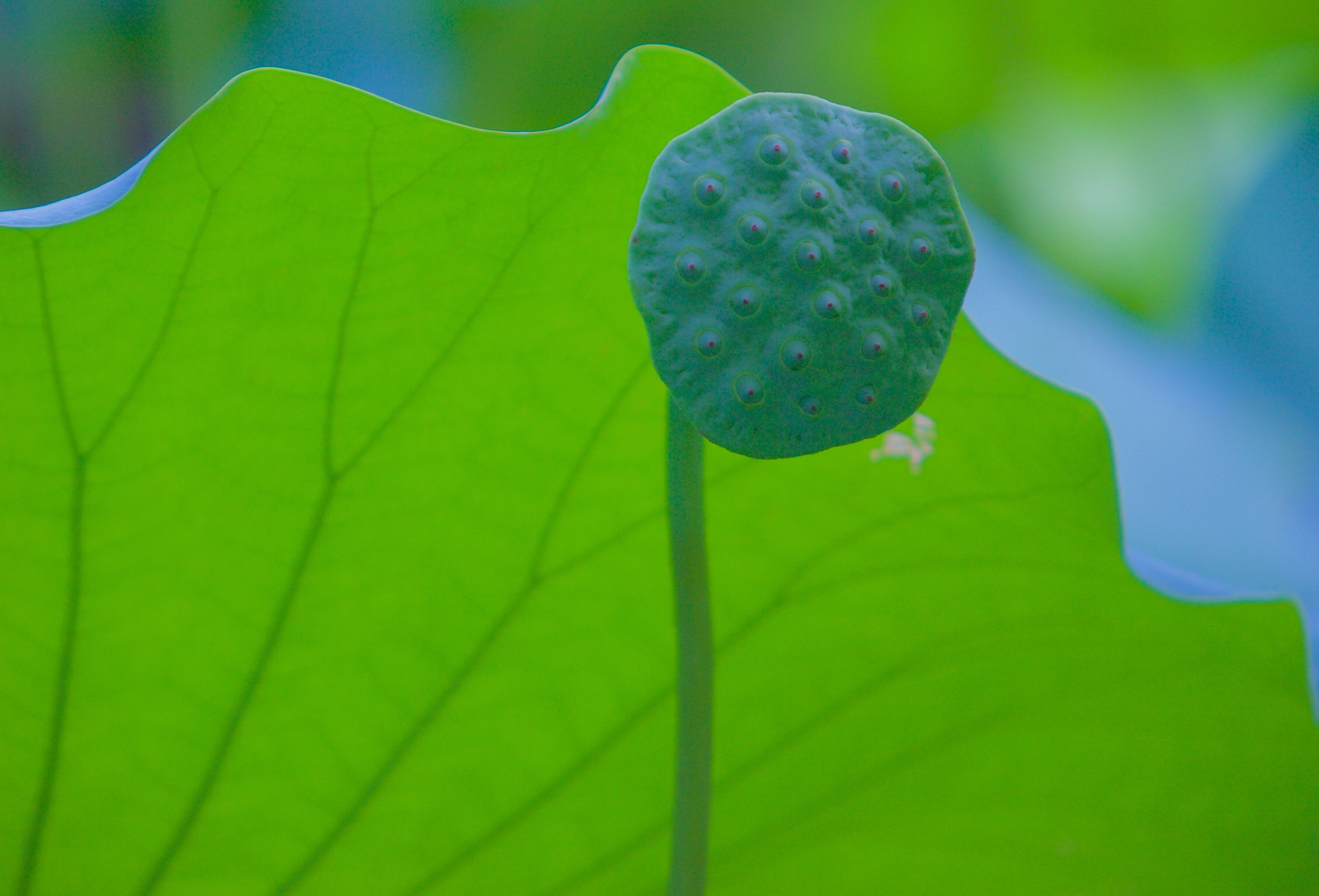Canon EF 70-200mm F2.8L IS USM sample photo. Green photography