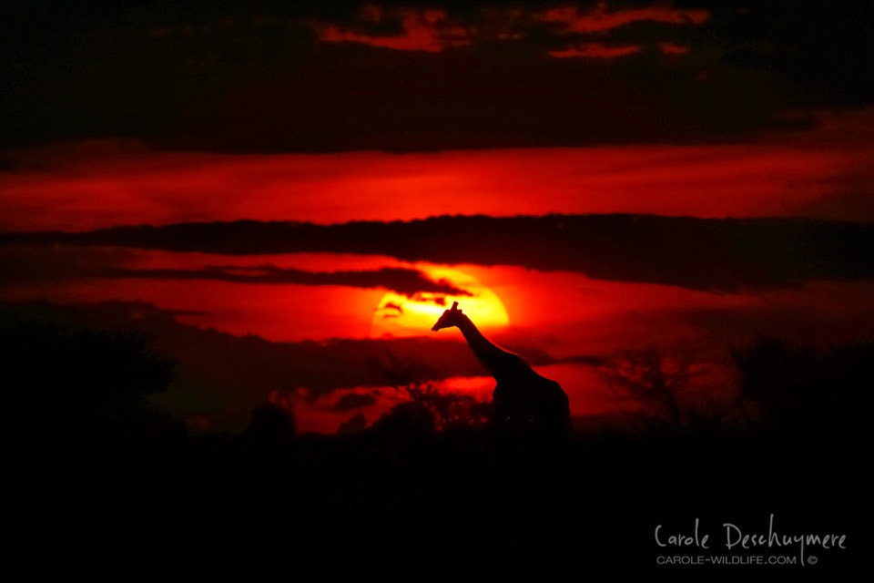 Canon EF 200-400mm F4L IS USM Extender 1.4x sample photo. Fire in the sky photography
