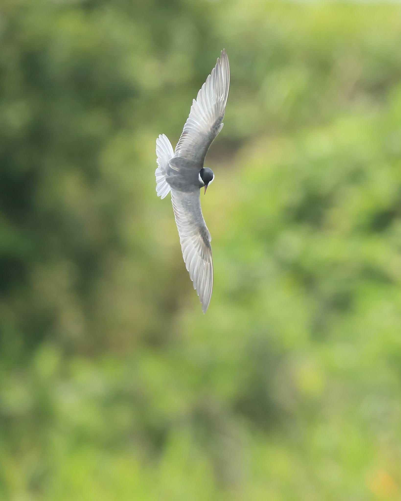 Canon EF 800mm F5.6L IS USM sample photo. クロハラアジサシ 探して− photography