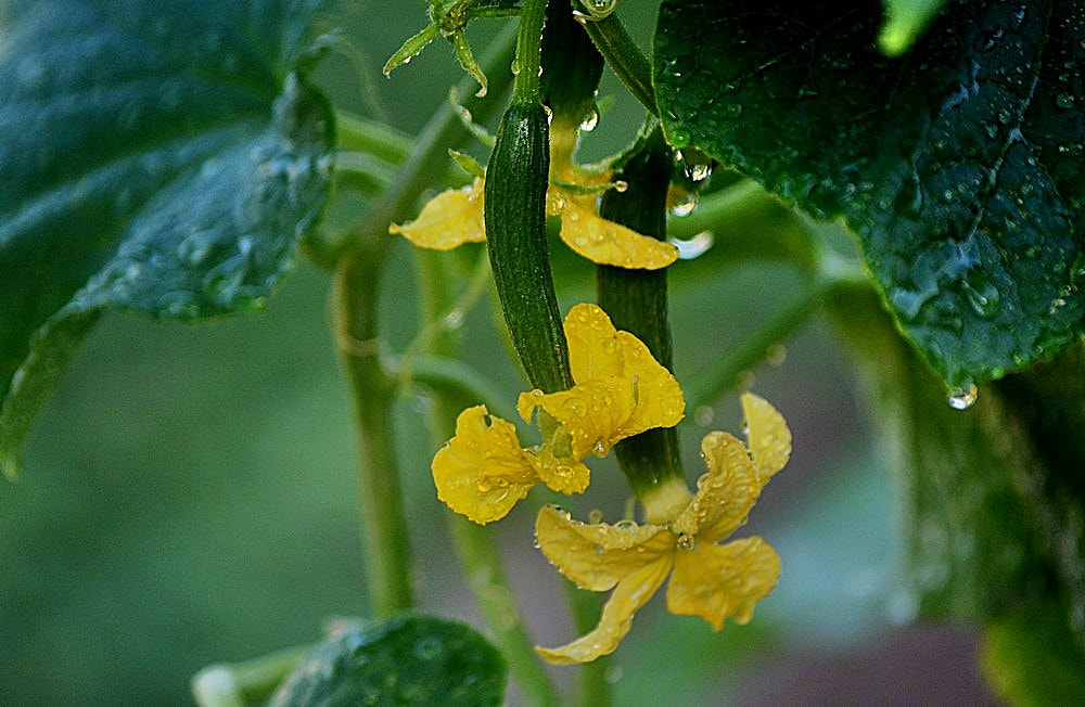 Nikon D7100 + Sigma 70-300mm F4-5.6 APO Macro Super II sample photo. Les fleurs des concombres photography