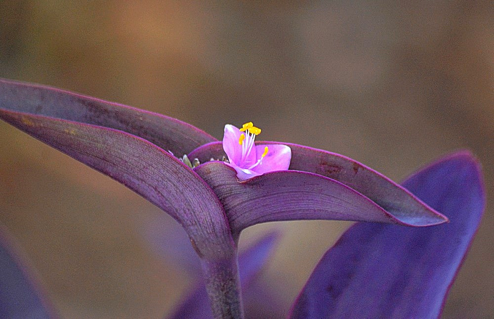 Sigma 70-300mm F4-5.6 APO Macro Super II sample photo. L'élégance minuscule photography