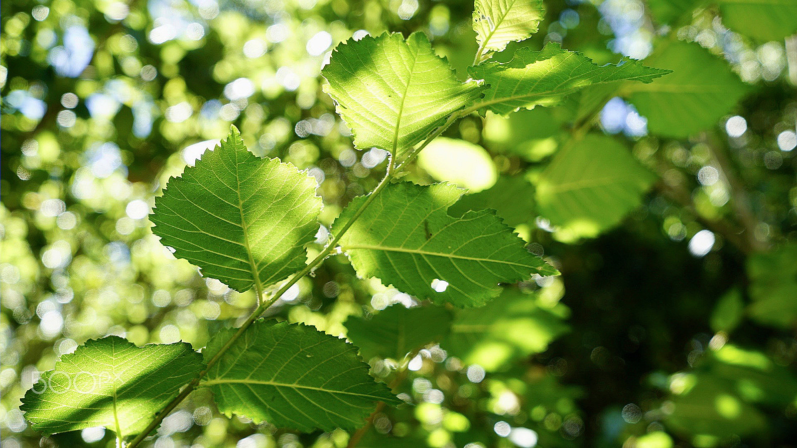 Sony 0mm F0.0 sample photo. Arboria photography