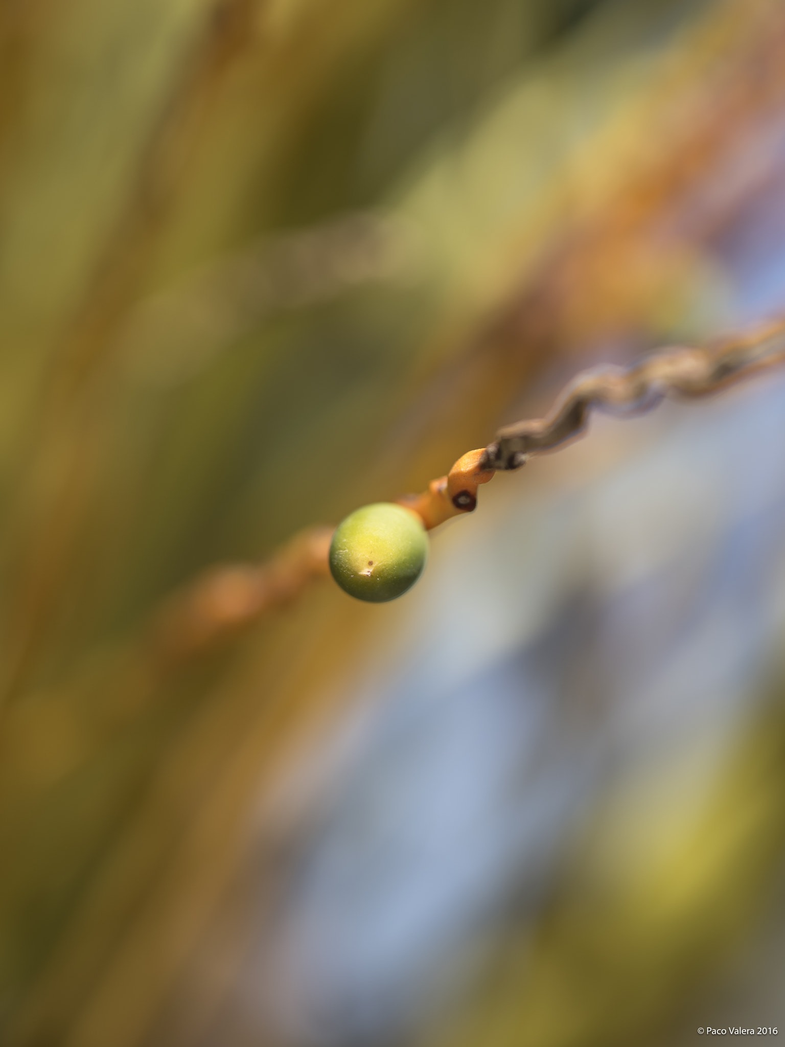 Pentax 645Z + HD Pentax D FA 645 Macro 90mm F2.8 ED AW SR sample photo. Fine art nature photography