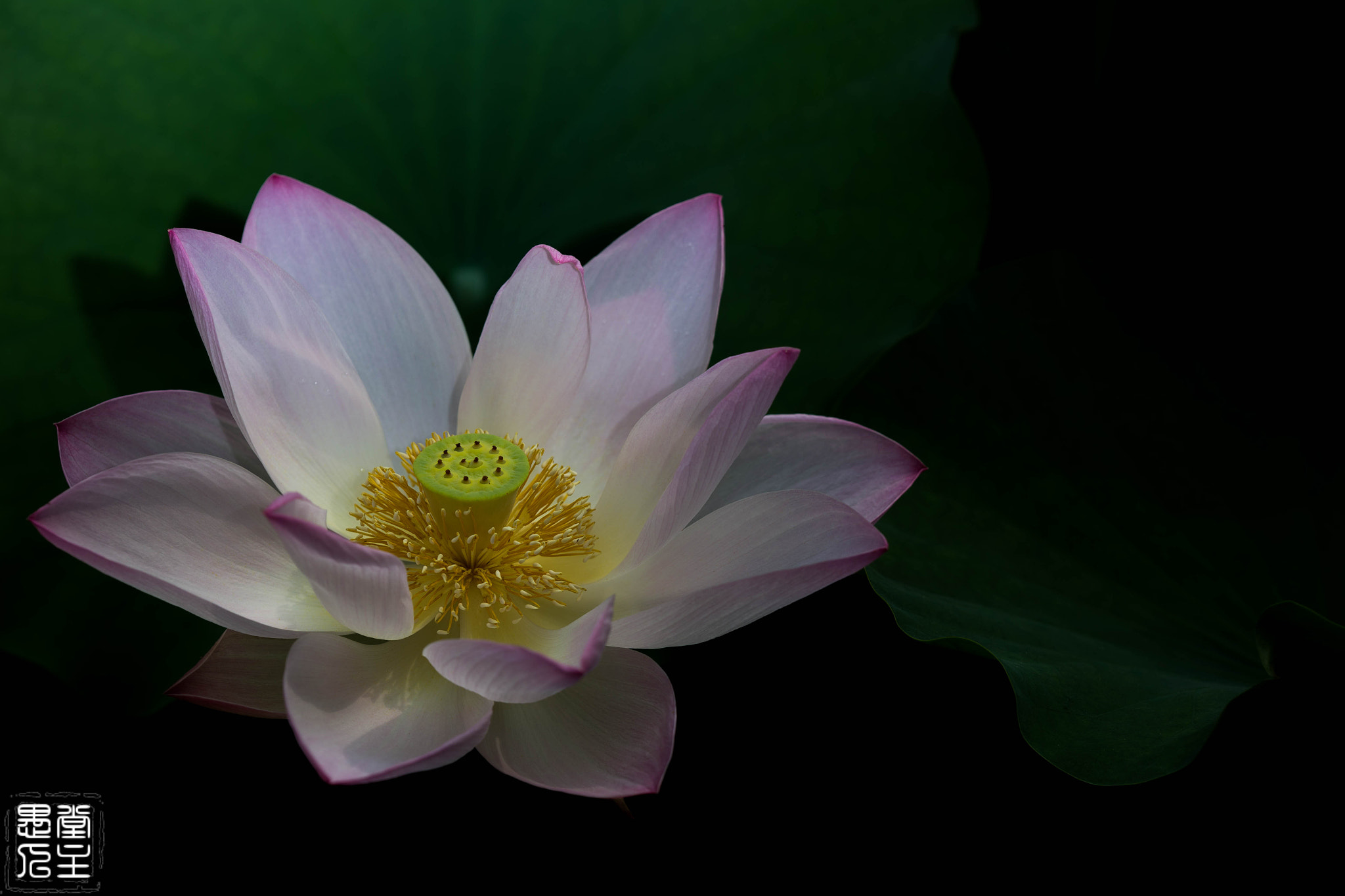 Canon EF 180mm F3.5L Macro USM sample photo. 504.jpg photography