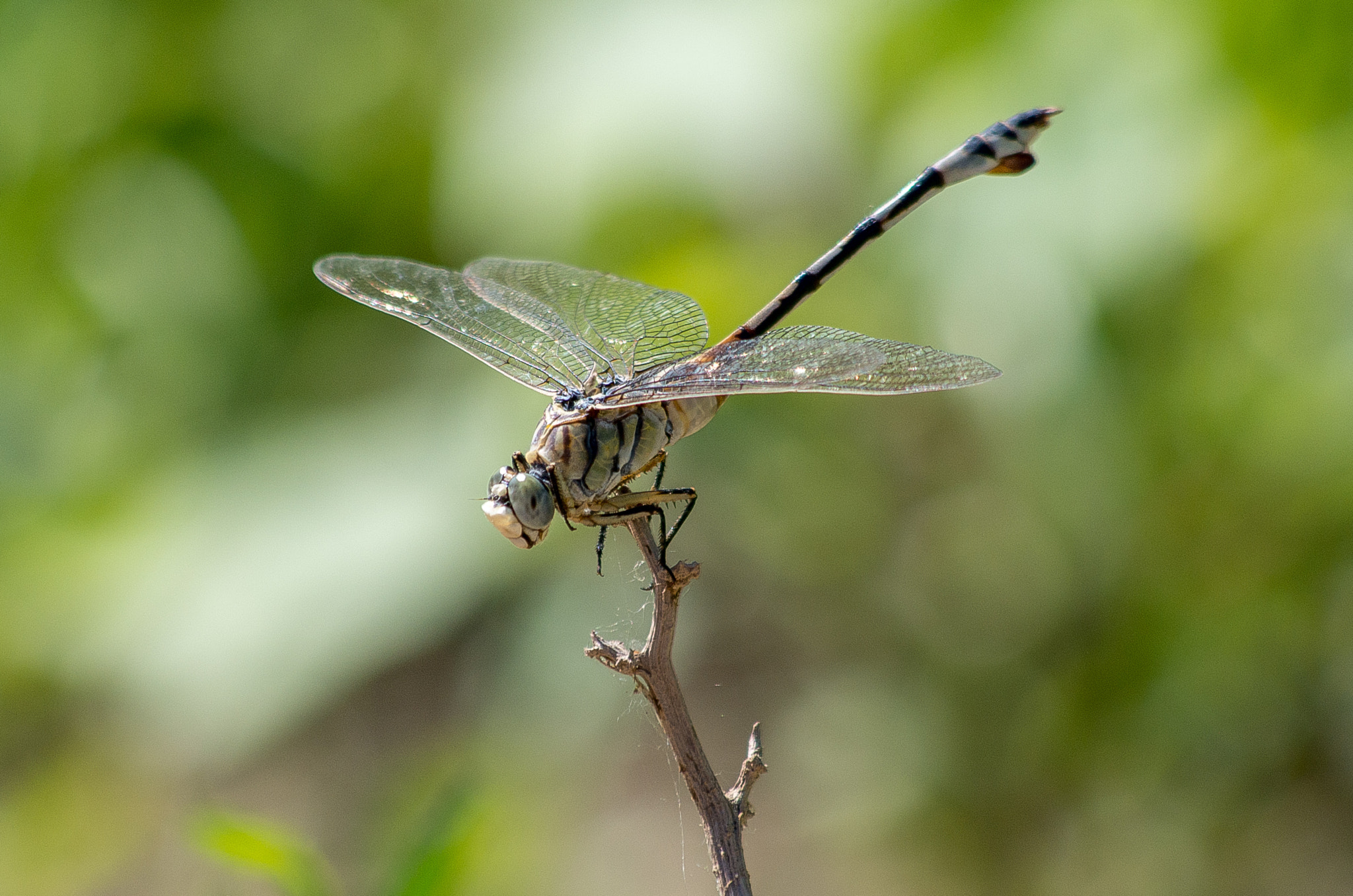 HD Pentax DA 55-300mm F4.0-5.8 ED WR sample photo. Brown hawker // aeshna grandis photography
