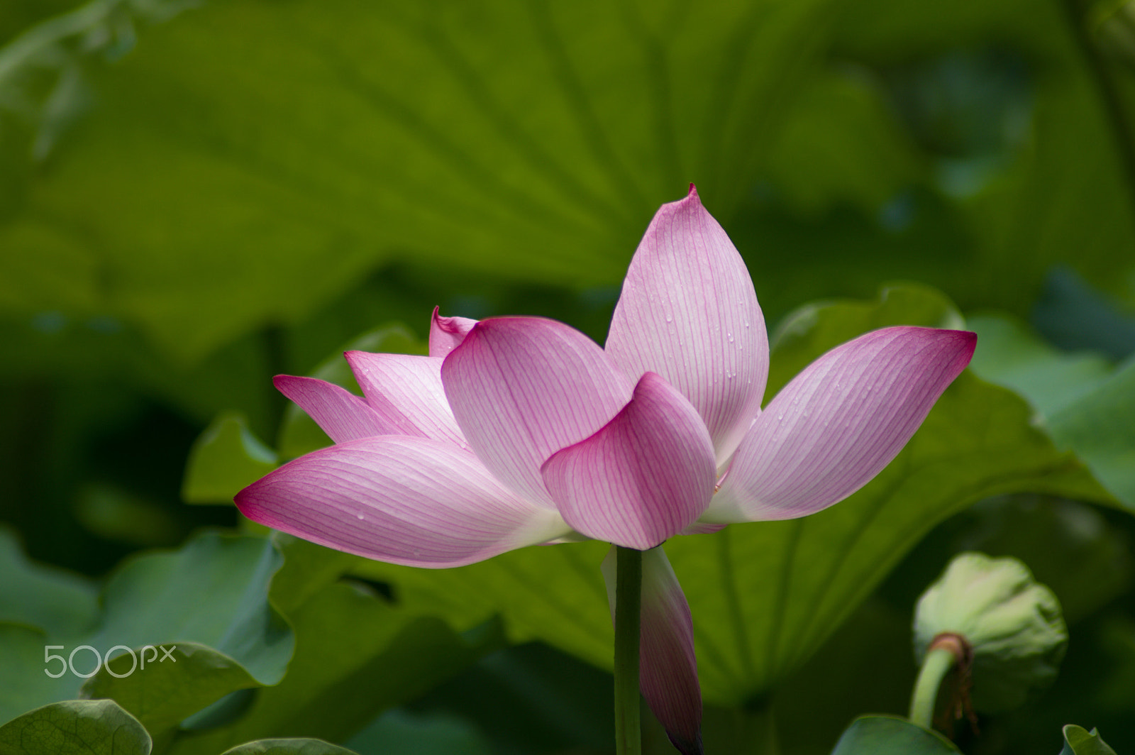 Tamron AF 70-300mm F4-5.6 Di LD Macro sample photo. Lotus photography