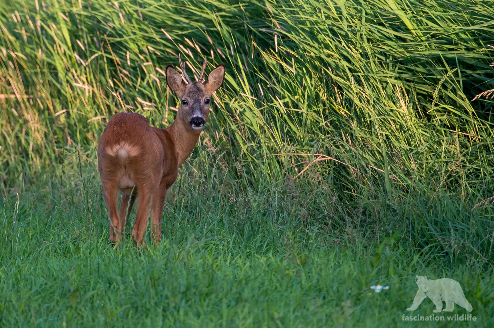 Nikon D4S sample photo. Roe deer buck photography