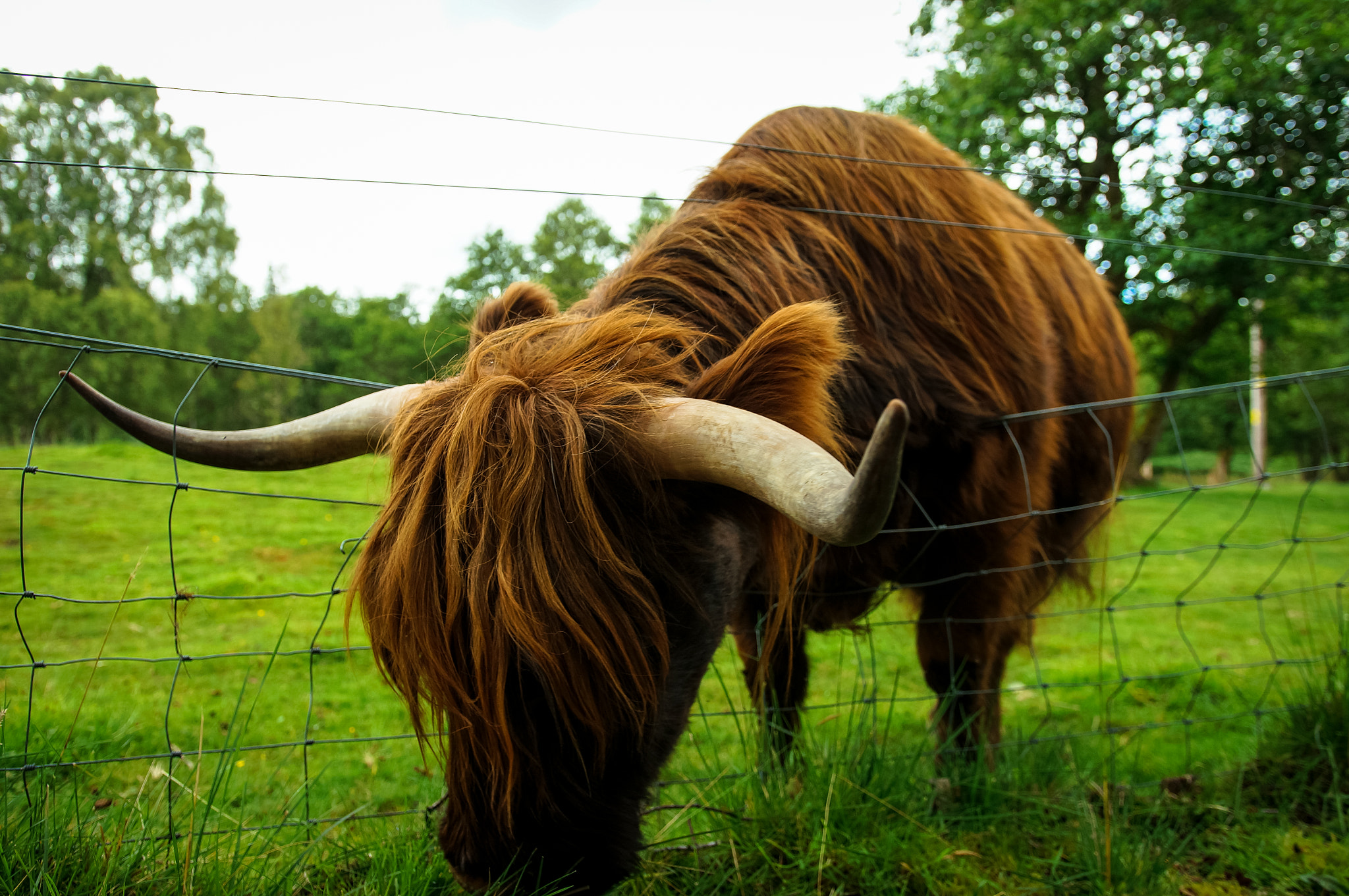 Sony SLT-A57 sample photo. Highland cattle photography
