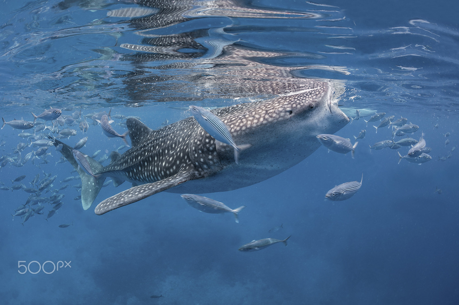 Nikon D800 + Sigma 15mm F2.8 EX DG Diagonal Fisheye sample photo. Whale shark photography