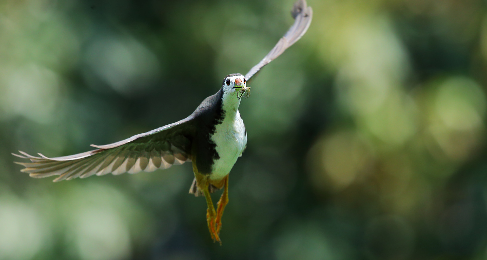 Canon EF 300mm F2.8L IS II USM sample photo. Amaurornis phoenicurus photography