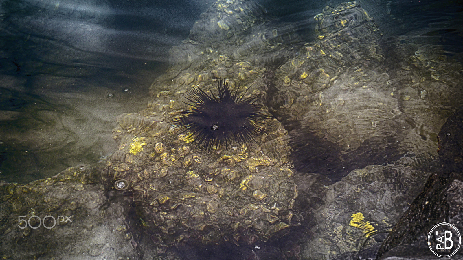 LUMIX G VARIO PZ 14-42/F3.5-5.6 sample photo. Sea urchin photography
