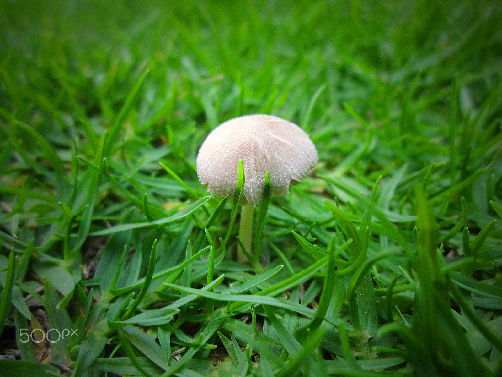 Canon PowerShot A1200 sample photo. Solitary mushroom photography