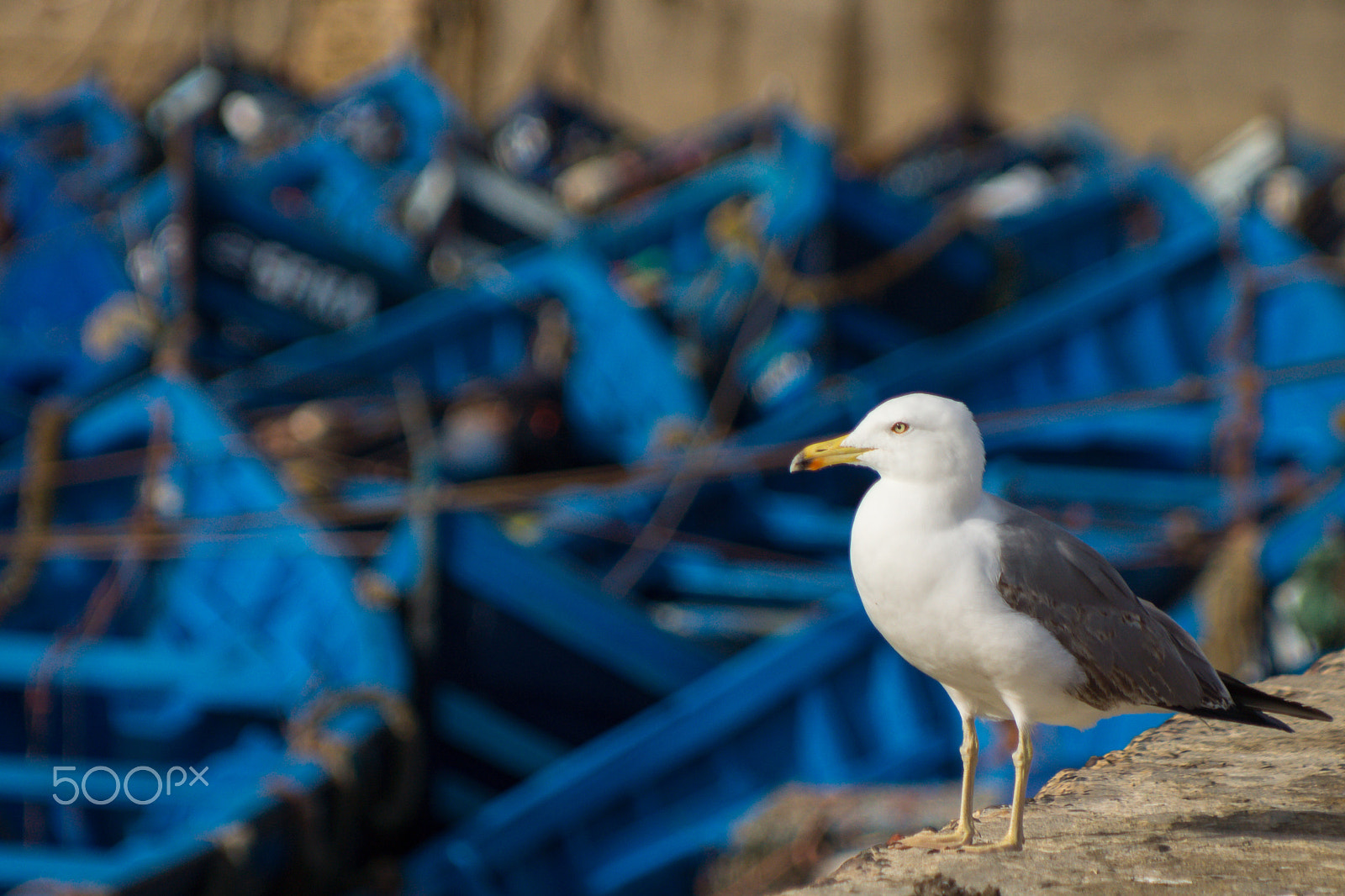 Minolta AF 70-210mm F3.5-4.5 sample photo. Seagull photography