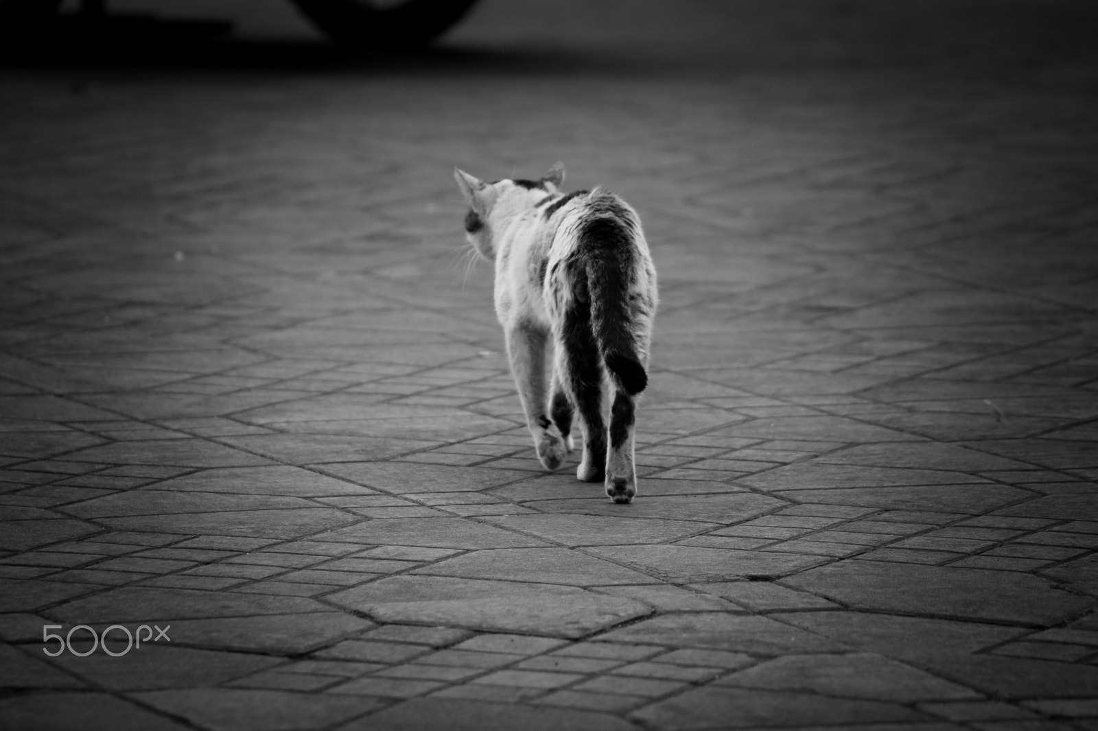 Minolta AF 70-210mm F3.5-4.5 sample photo. Lonely cat photography