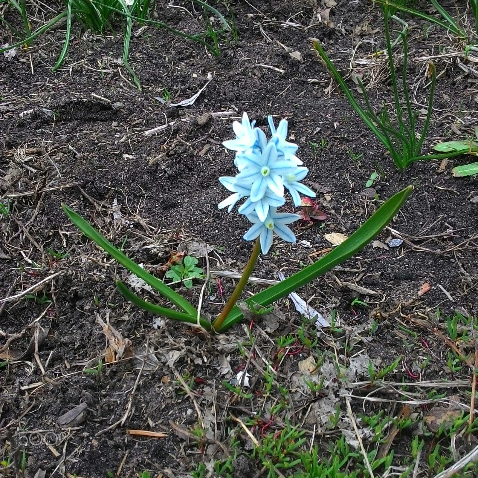 ASUS T00F sample photo. Little blue flower photography