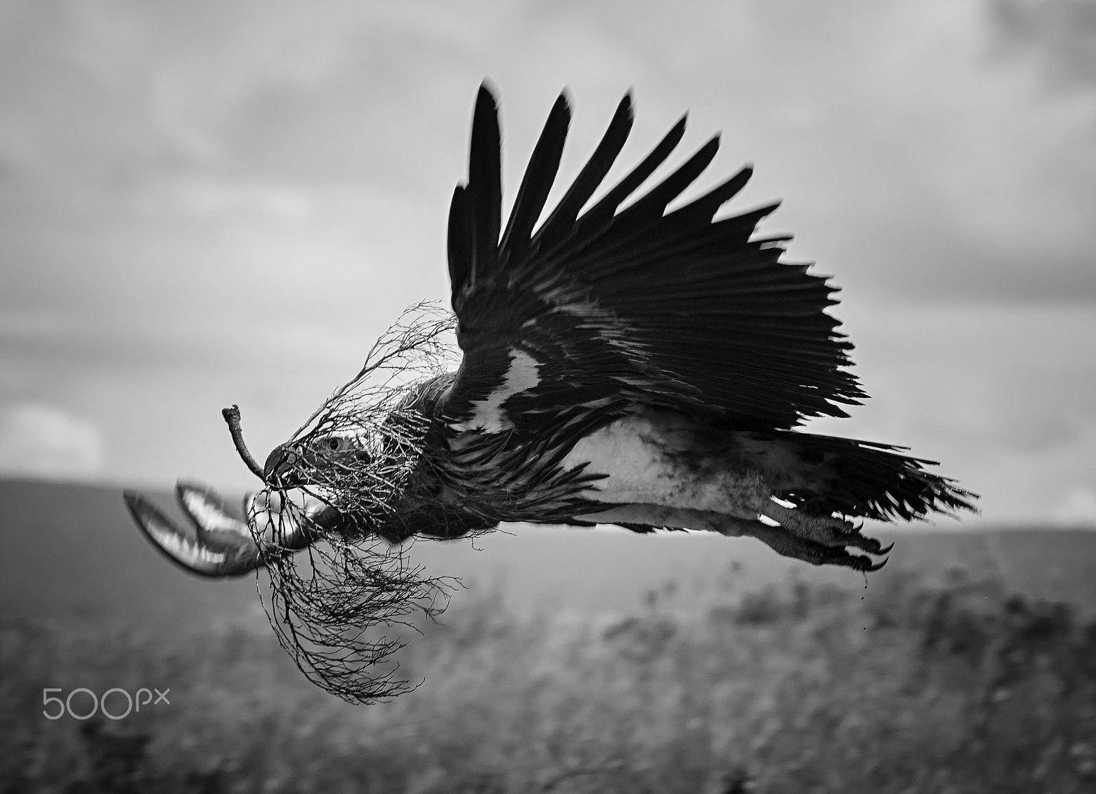Canon EOS 5D + Canon EF 100-400mm F4.5-5.6L IS USM sample photo. Vulture flying over the savannah photography