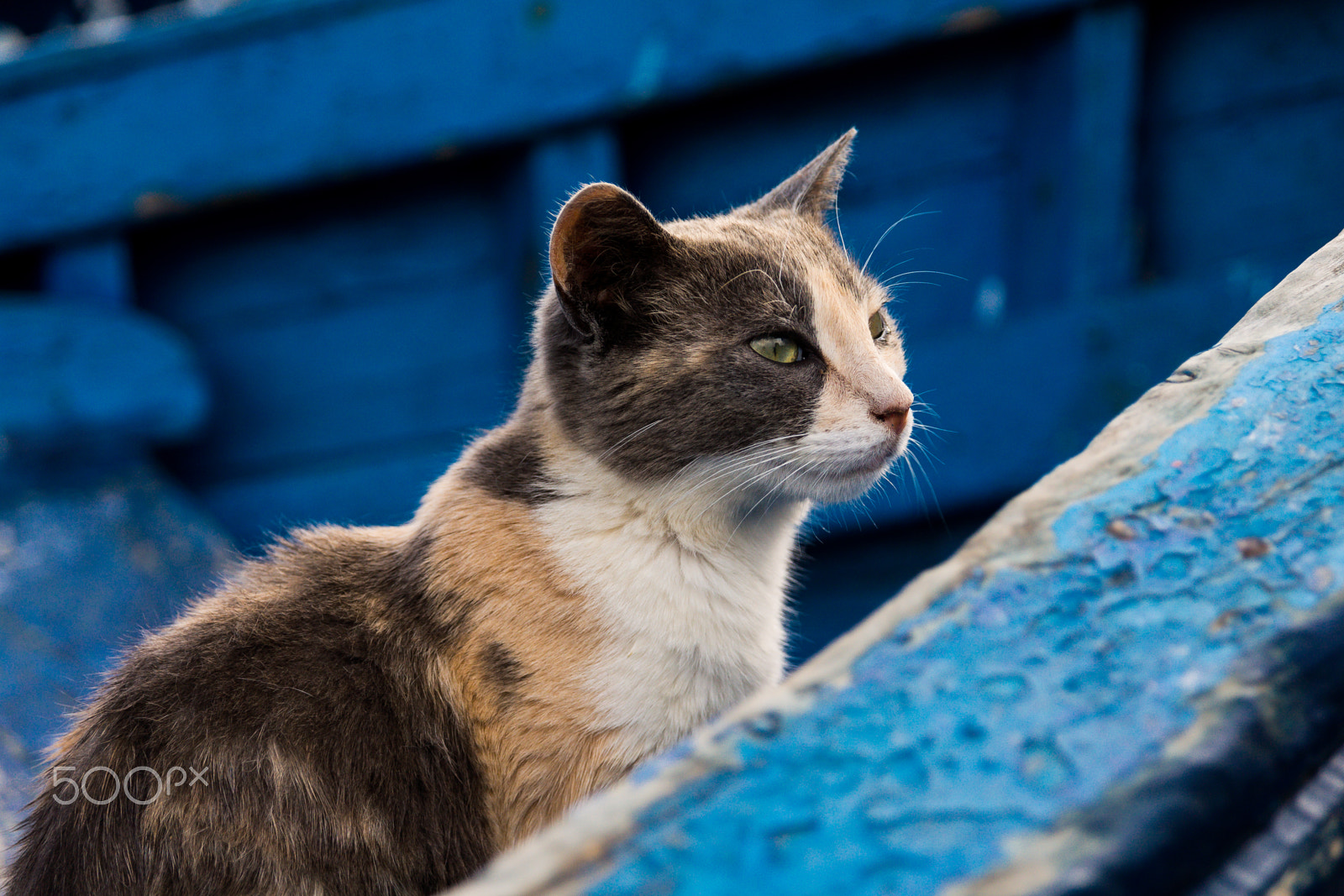 Sony SLT-A65 (SLT-A65V) + Sigma 17-70mm F2.8-4.5 (D) sample photo. Cat in a boat photography