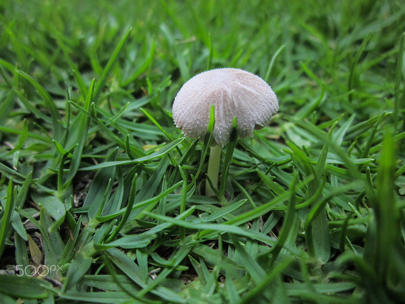 Canon PowerShot A1200 sample photo. Mushroom closeup photography