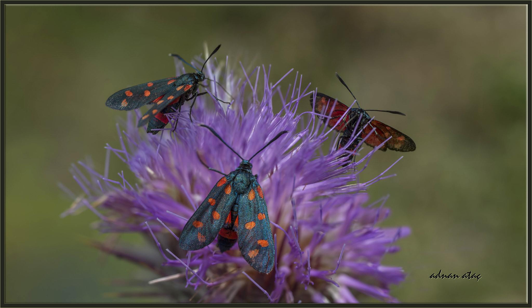 Nikon D4 sample photo. Altı (kırmızı) noktalı çayır güvesi - zygaena anthyllidis - pyrenean burnet photography