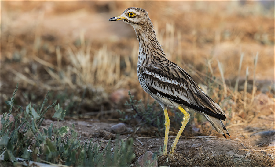 Canon EF 300mm F2.8L IS II USM sample photo. Alcavaran photography