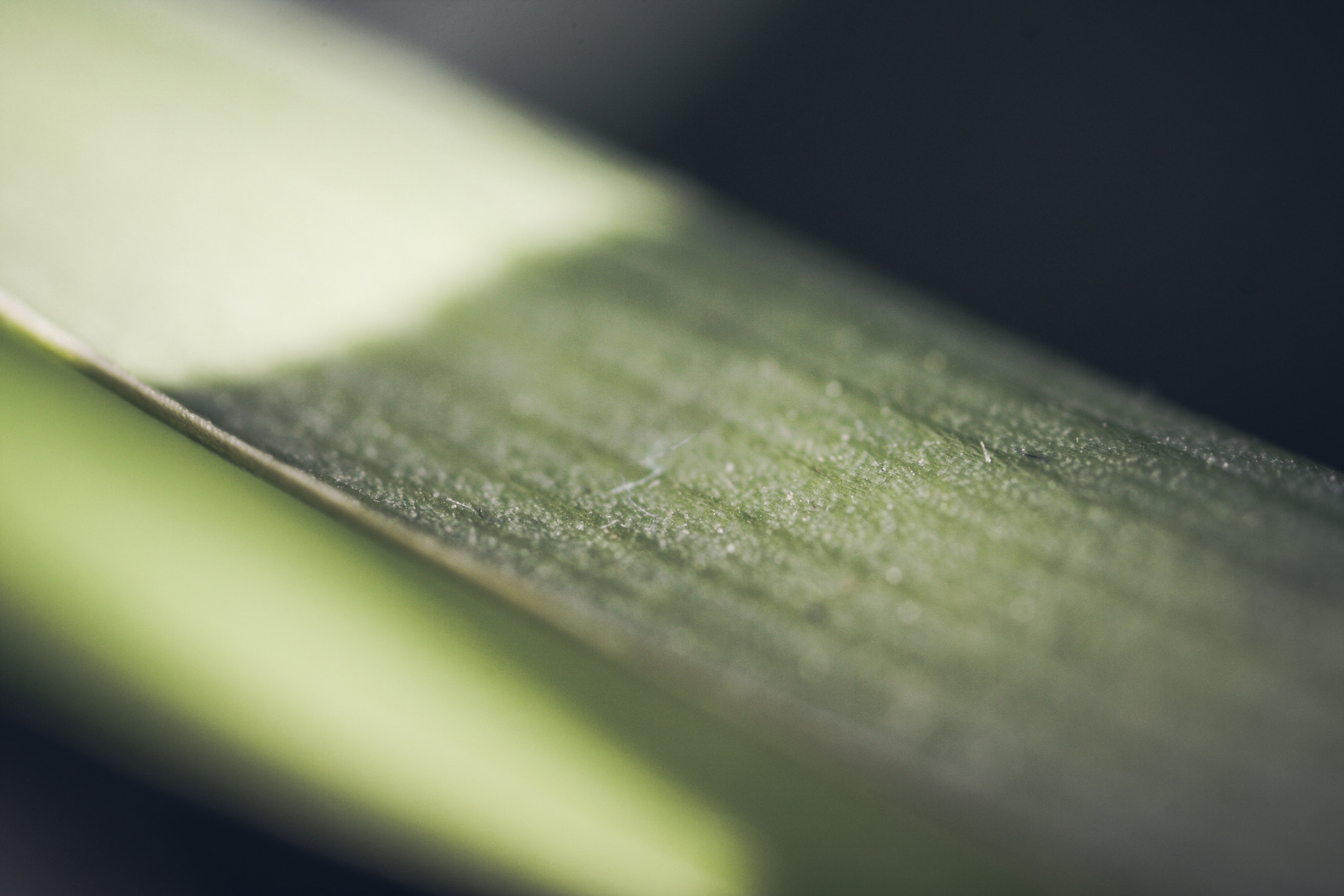 Canon EOS 40D + Canon MP-E 65mm F2.5 1-5x Macro Photo sample photo. Chlorophytum comosum photography