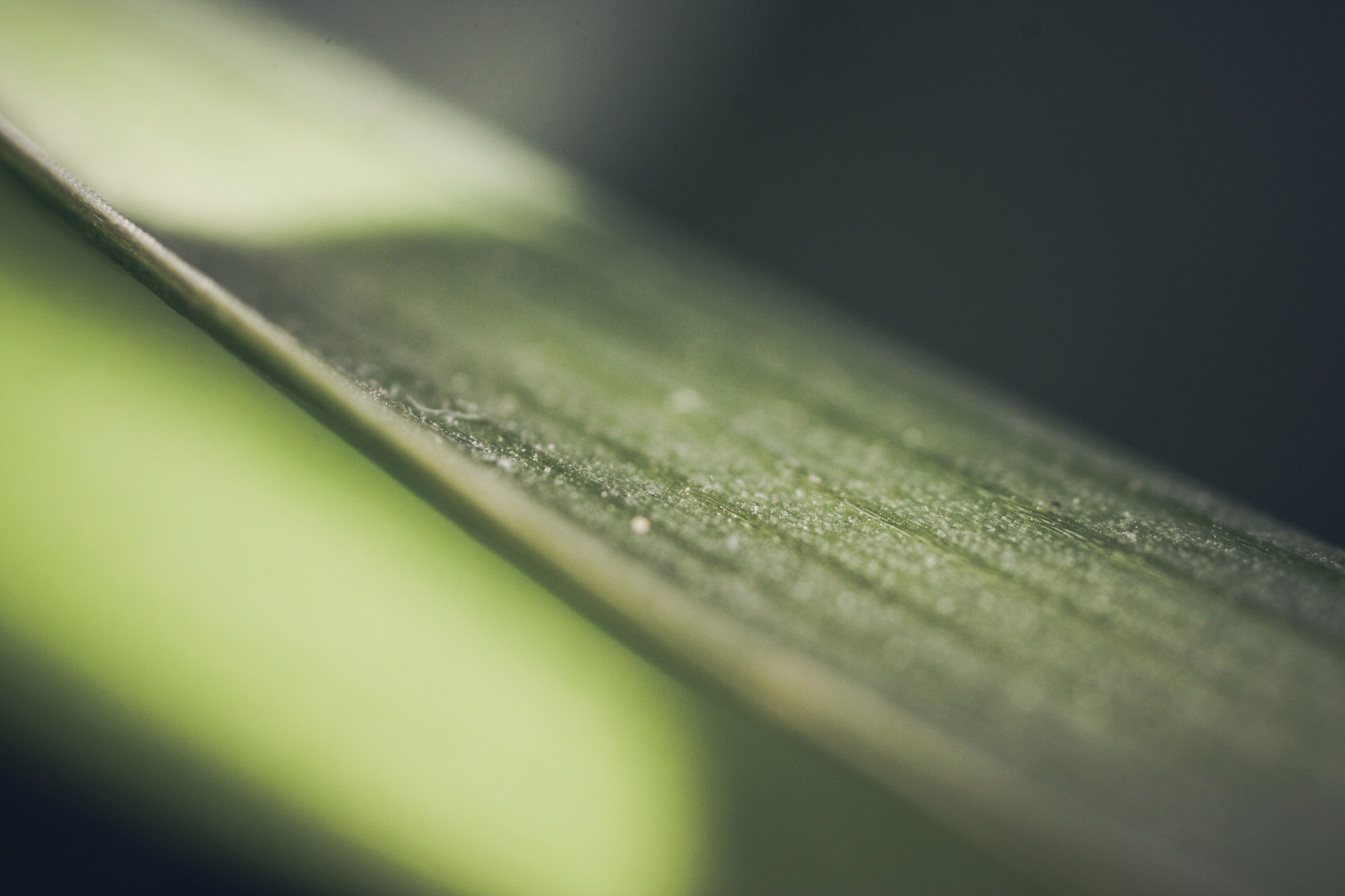 Canon MP-E 65mm F2.5 1-5x Macro Photo sample photo. Chlorophytum comosum photography