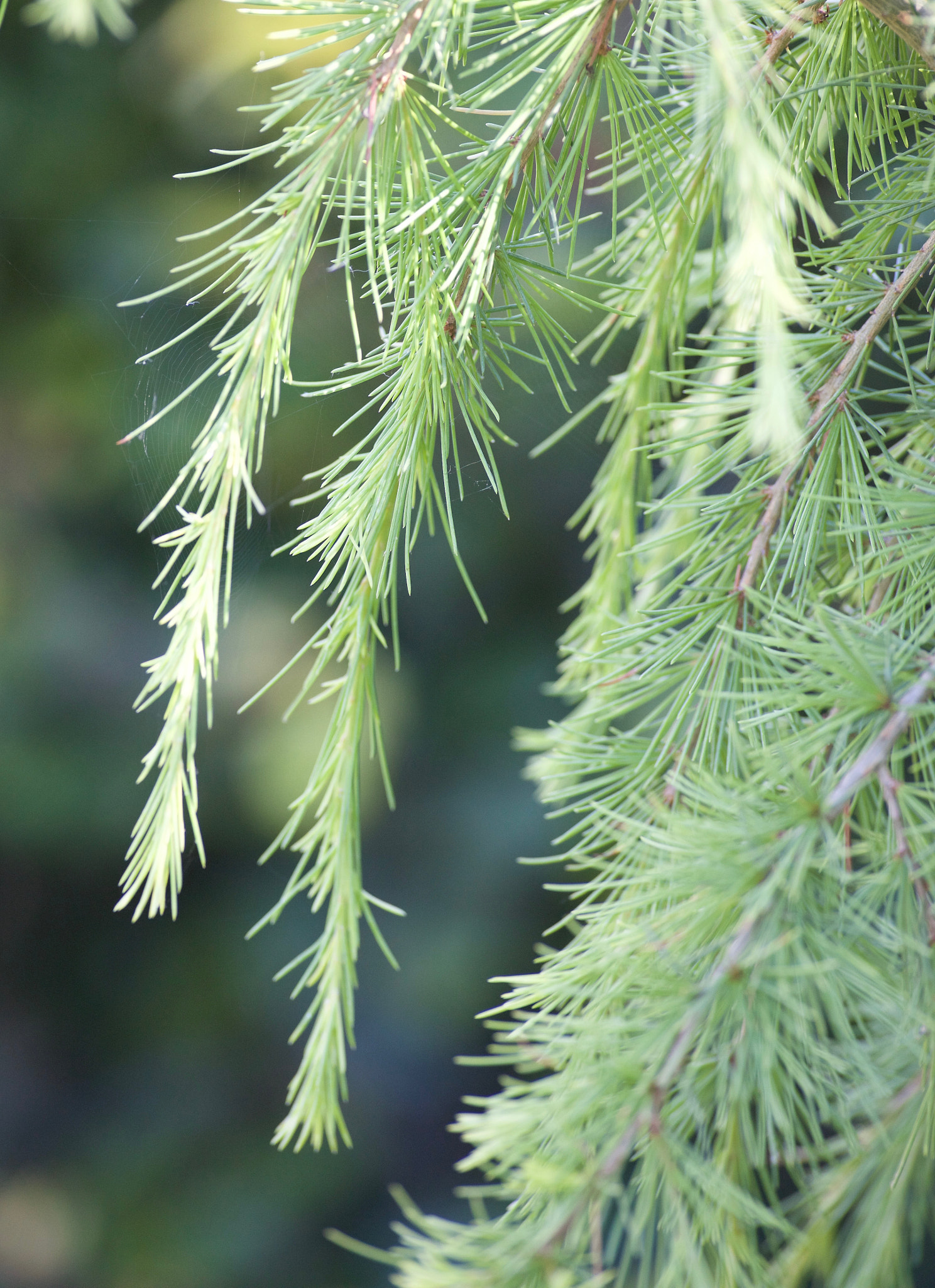 Canon EF 400mm f/2.8L sample photo. _z7i6496.jpg photography