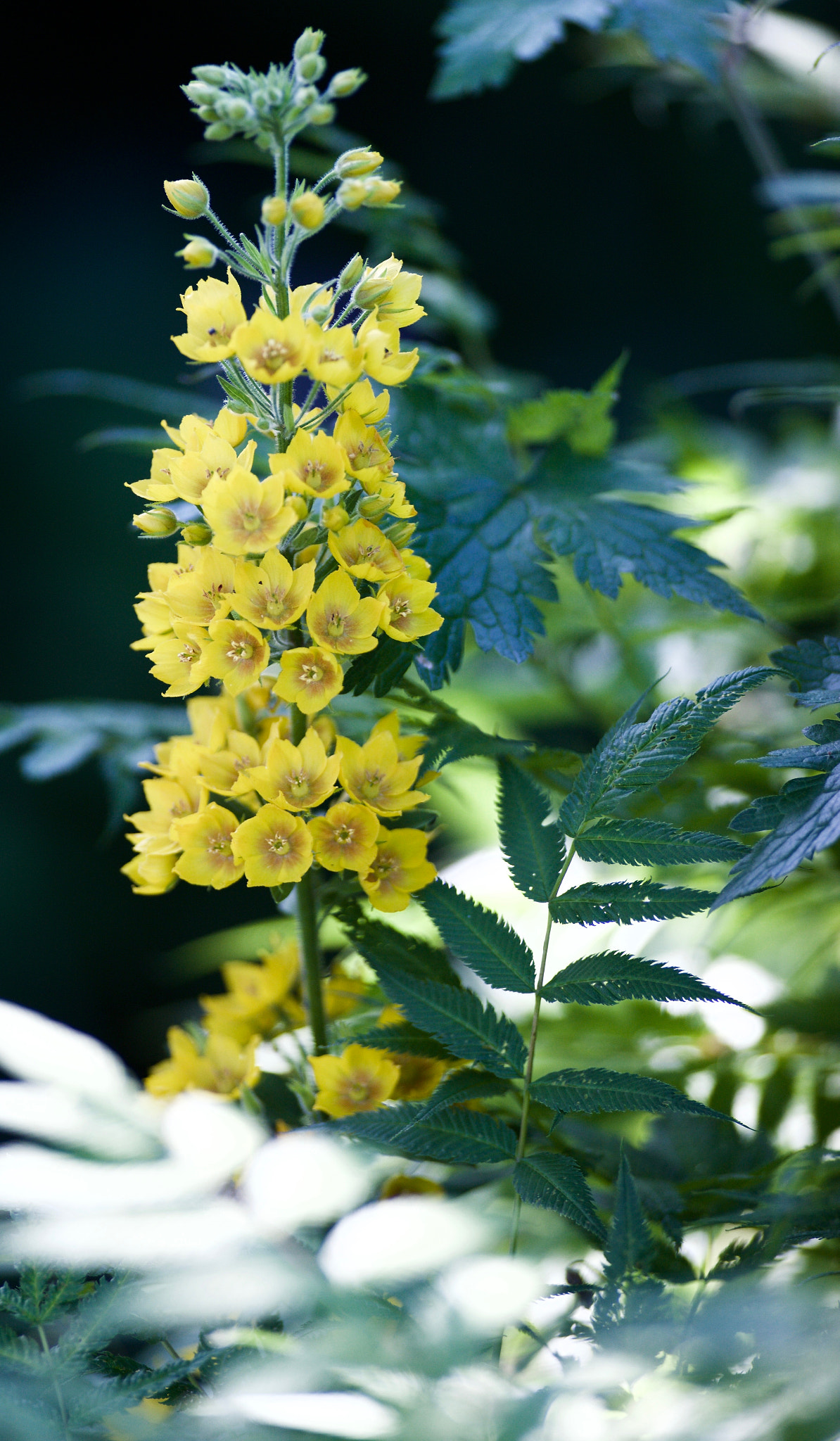 Canon EF 400mm f/2.8L sample photo. _z7i6493.jpg photography