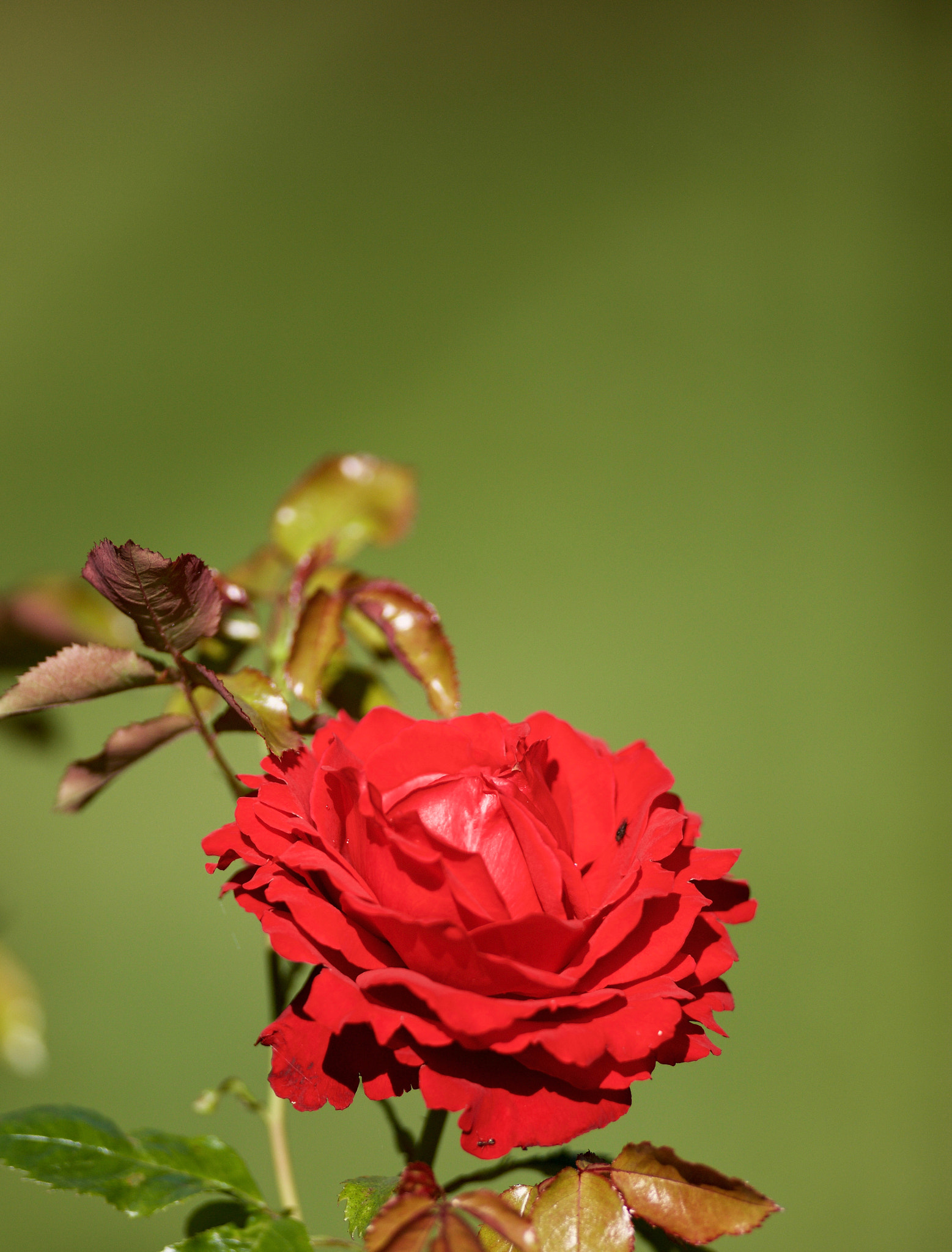 Canon EF 400mm f/2.8L sample photo. _z7i6495.jpg photography