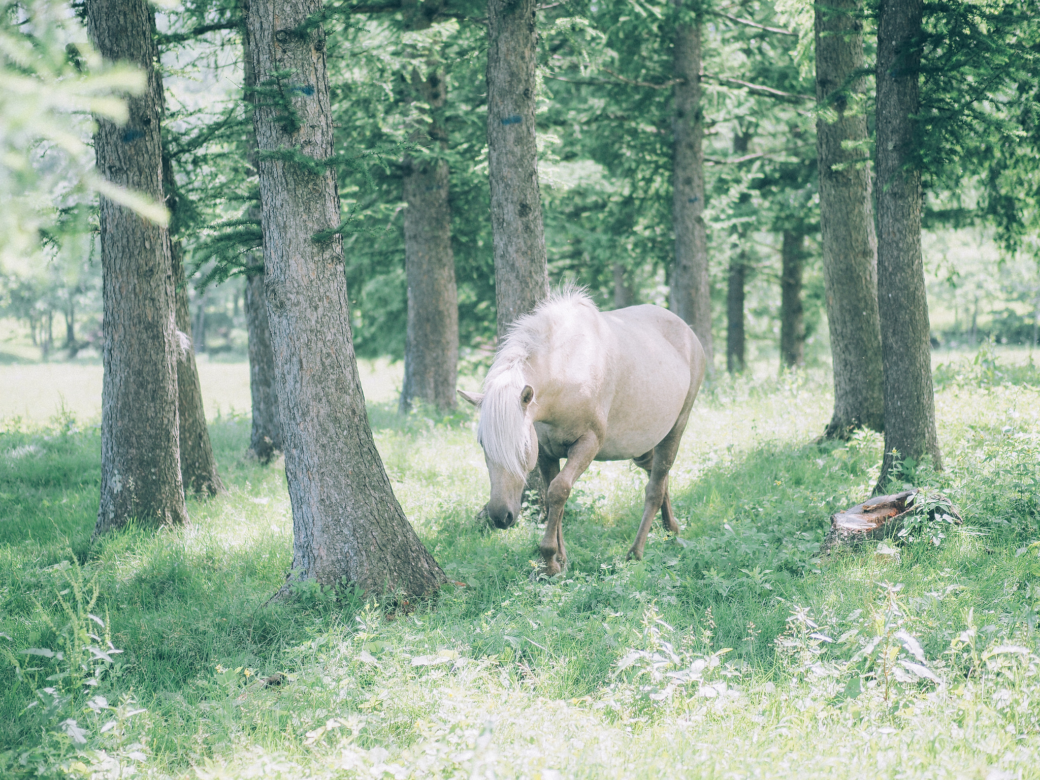 Olympus PEN-F + Panasonic Lumix G 42.5mm F1.7 ASPH Power OIS sample photo. White horse in forest photography