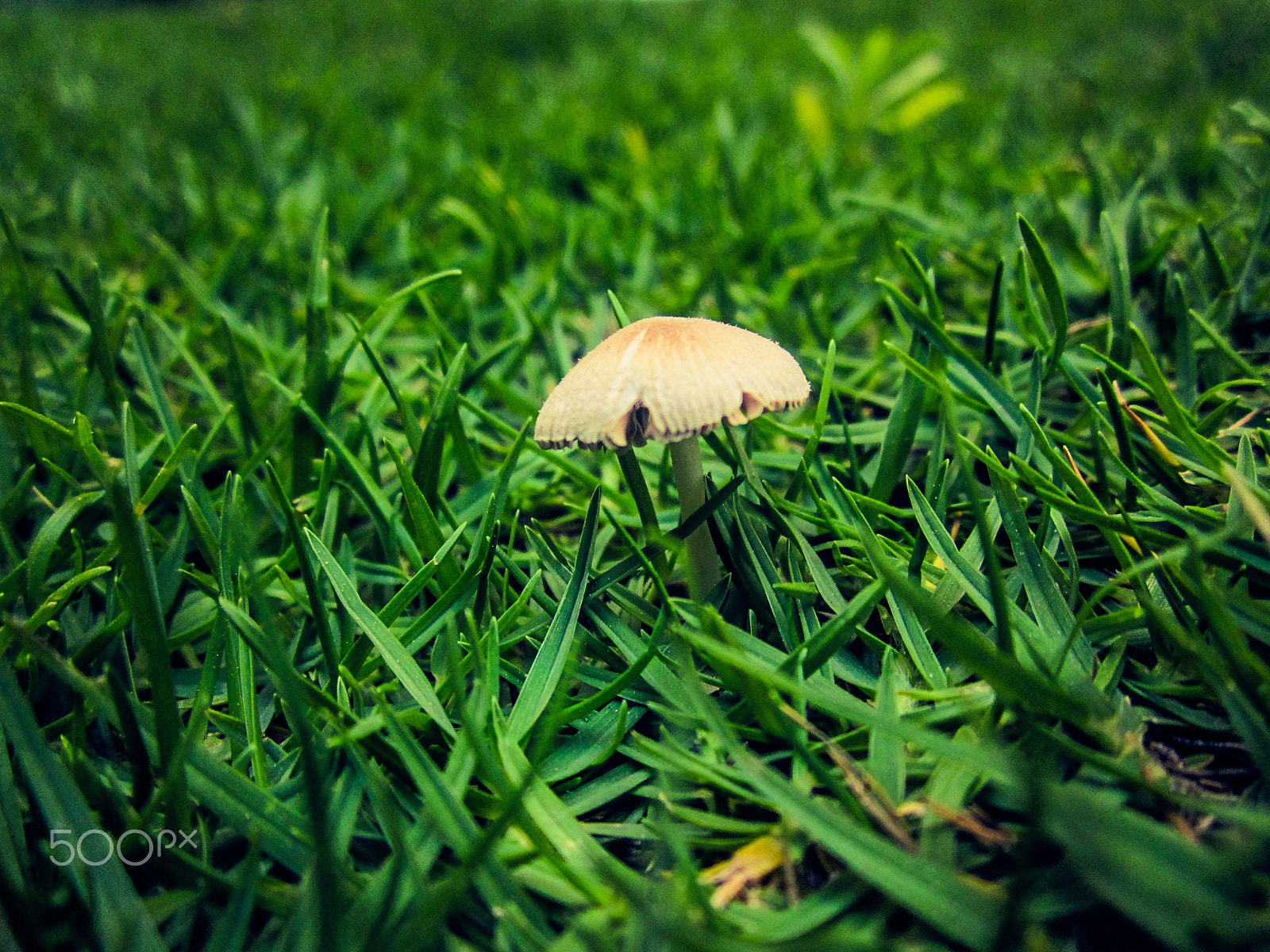 Canon PowerShot A1200 sample photo. Mushroom in the garden photography