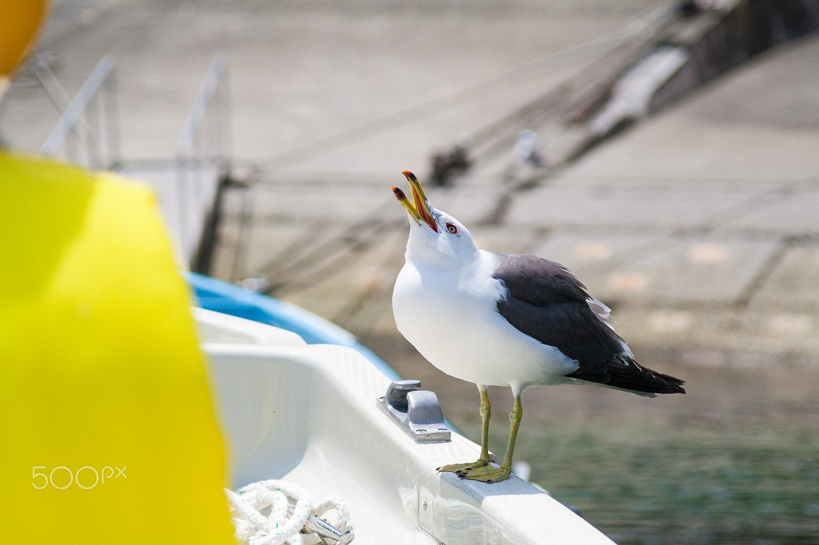 Canon EOS 1000D (EOS Digital Rebel XS / EOS Kiss F) sample photo. Barking black-tailed gull photography