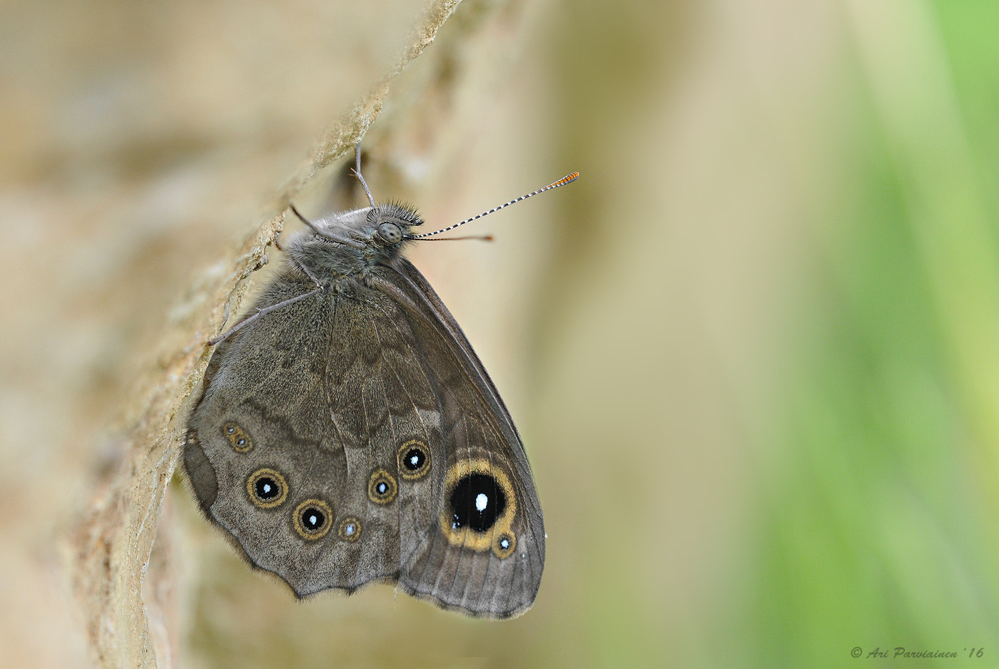 Sigma 150mm F2.8 EX DG OS Macro HSM sample photo. Natural shelter photography