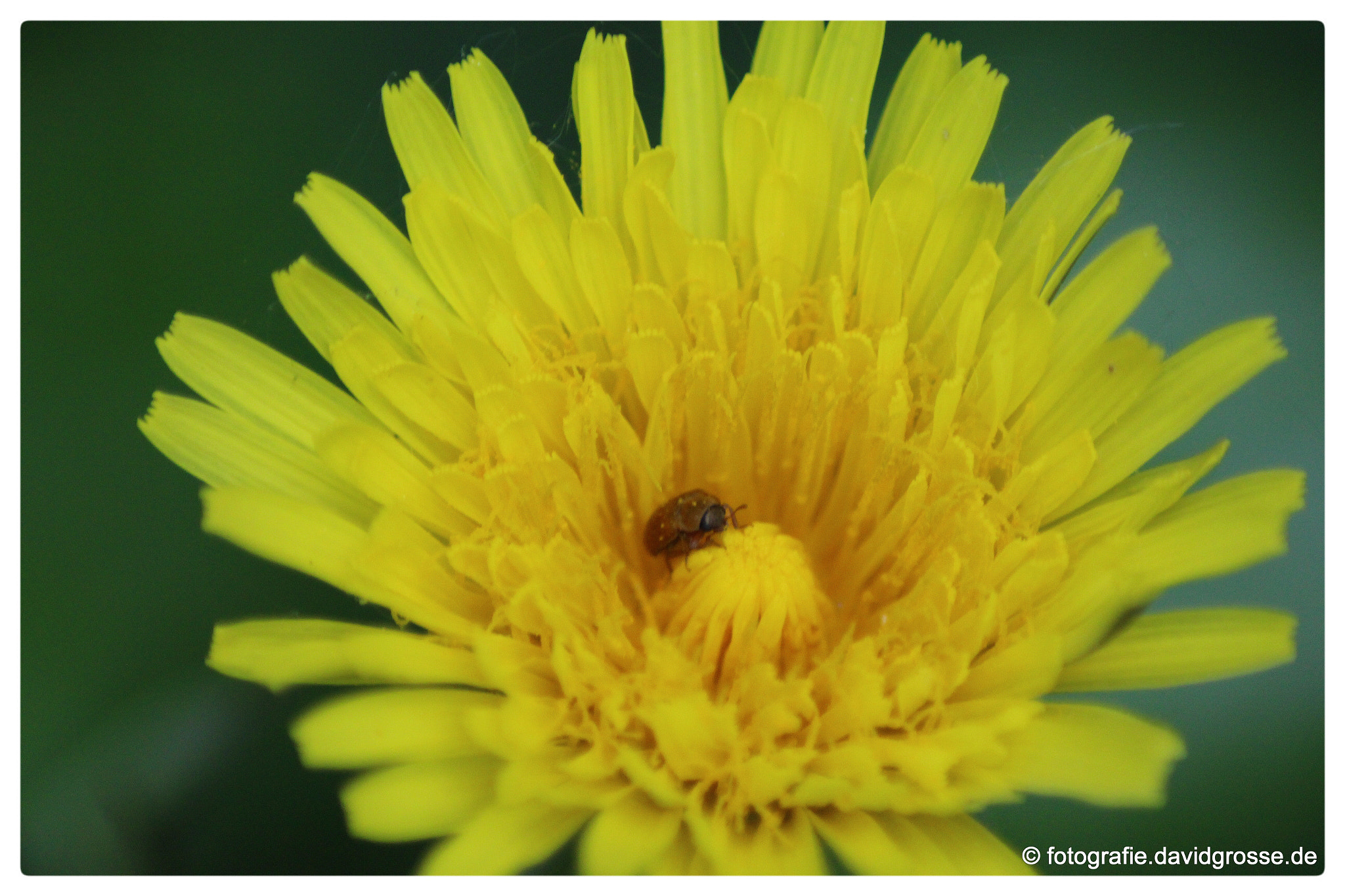 Canon EOS 700D (EOS Rebel T5i / EOS Kiss X7i) + Canon 70-300mm sample photo. Dandelion with beetle photography