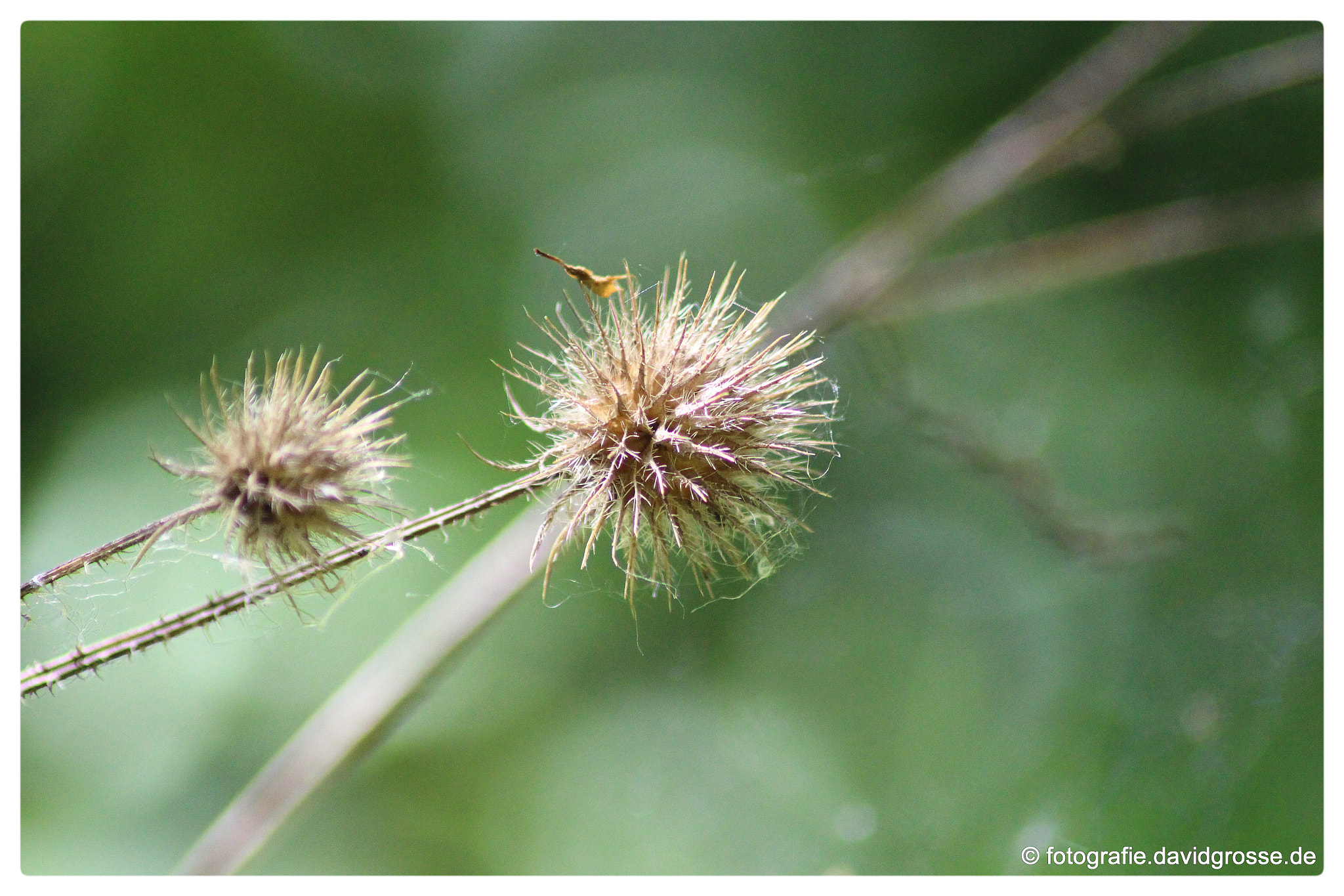 Canon EOS 700D (EOS Rebel T5i / EOS Kiss X7i) + Canon 70-300mm sample photo. Thistle photography