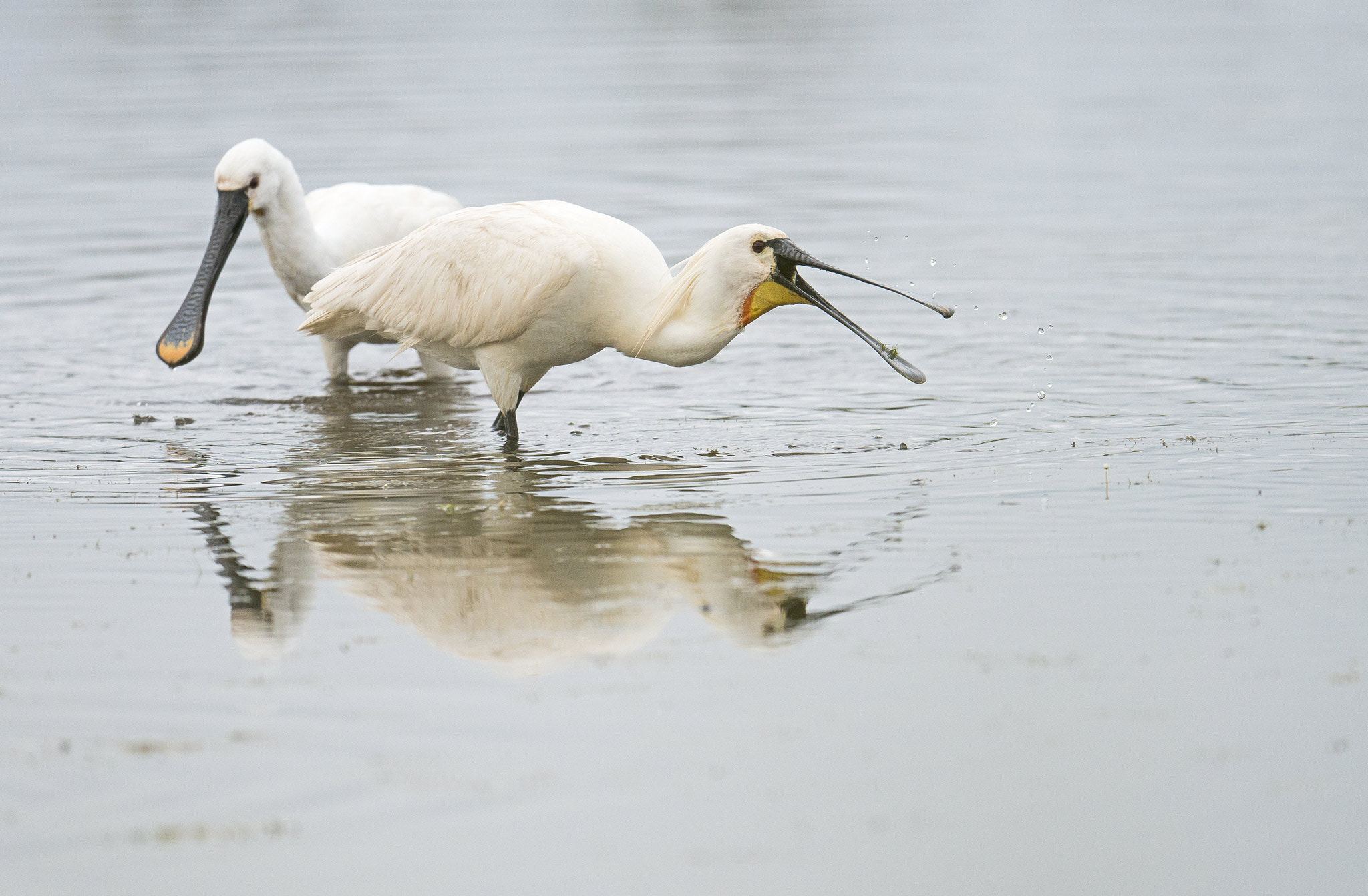 Nikon AF-S Nikkor 500mm F4E FL ED VR sample photo. Spatules blanches photography