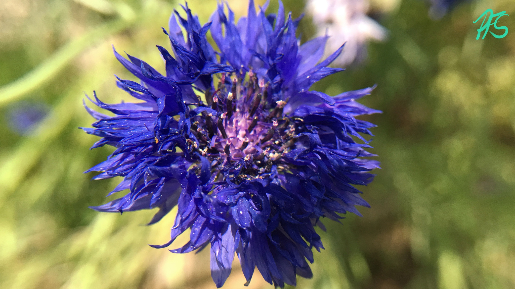 Jag.gr 645 PRO Mk III for Apple iPhone 6s Plus sample photo