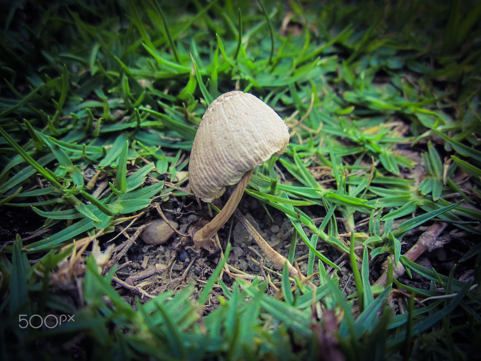 Canon PowerShot A1200 sample photo. Mushroom in focus photography